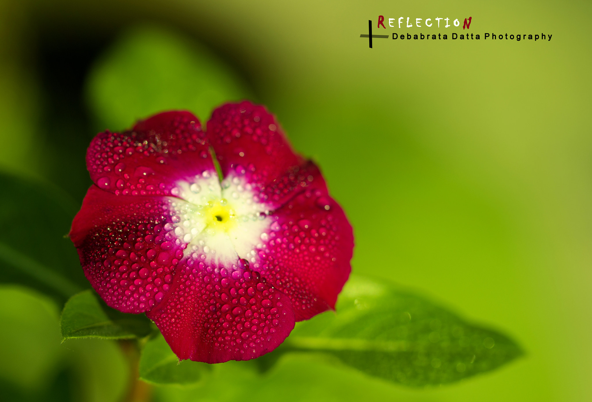 Canon EF 100mm F2.8 Macro USM sample photo. Morning dew photography