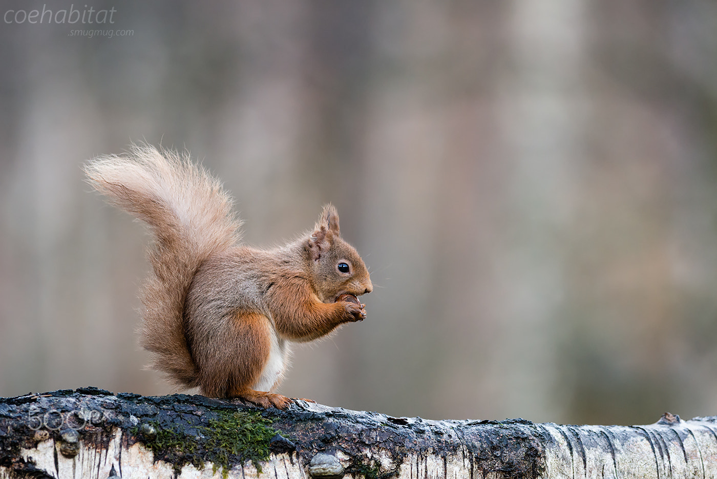 Nikon D800 sample photo. Red squirrel on silver birch photography