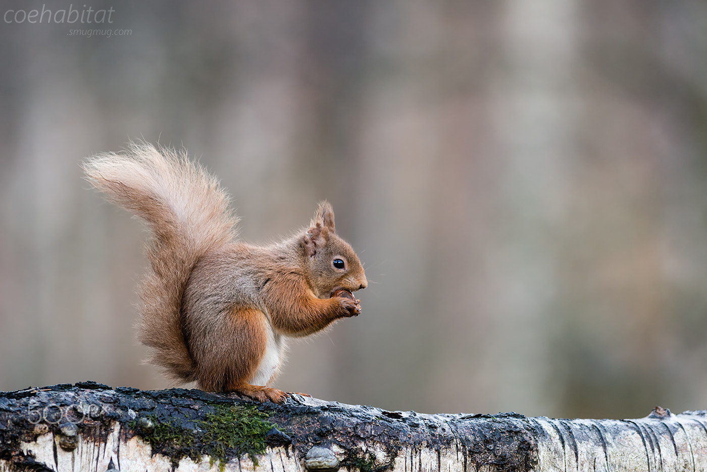 Nikon D800 + Nikon AF-S Nikkor 200-400mm F4G ED-IF VR sample photo. Red squirrel on silver birch photography