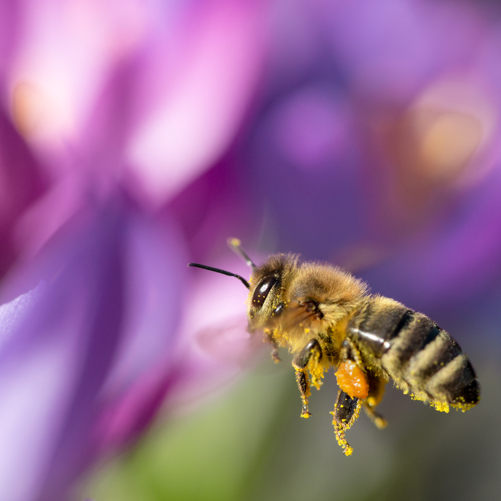 Canon EF 100mm F2.8L Macro IS USM sample photo. Bee in flight in front of a lake of flowers photography