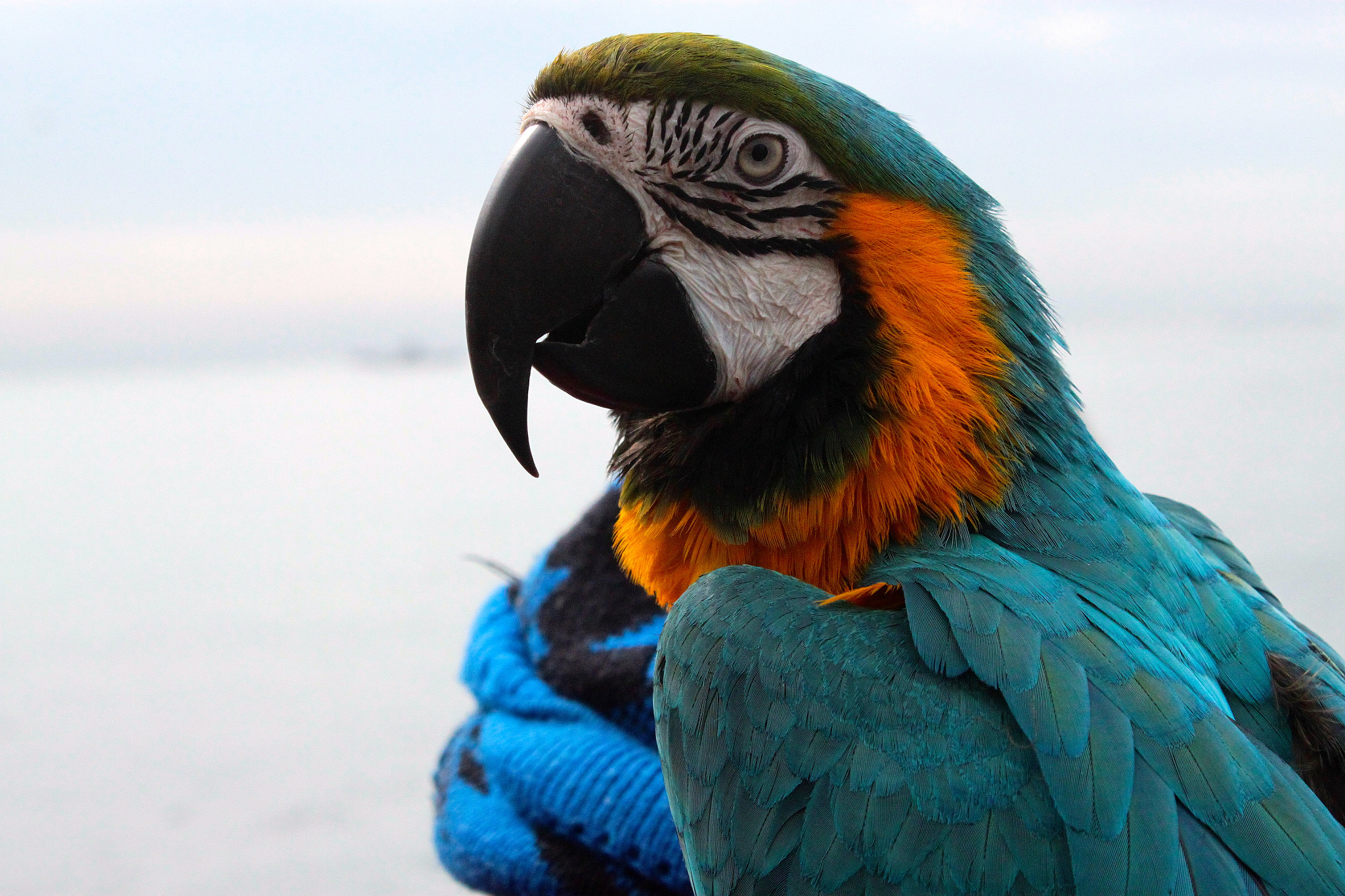 Canon EOS 500D (EOS Rebel T1i / EOS Kiss X3) sample photo. Parrot photography
