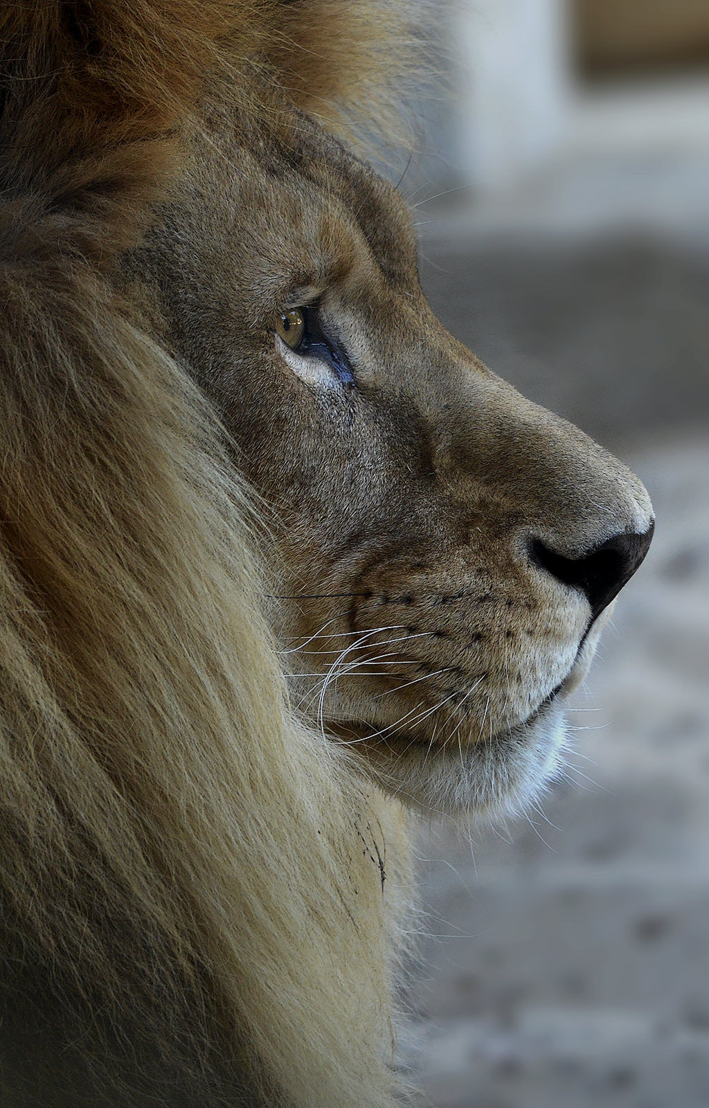 Nikon D7000 + Sigma 150-500mm F5-6.3 DG OS HSM sample photo. Lion photography