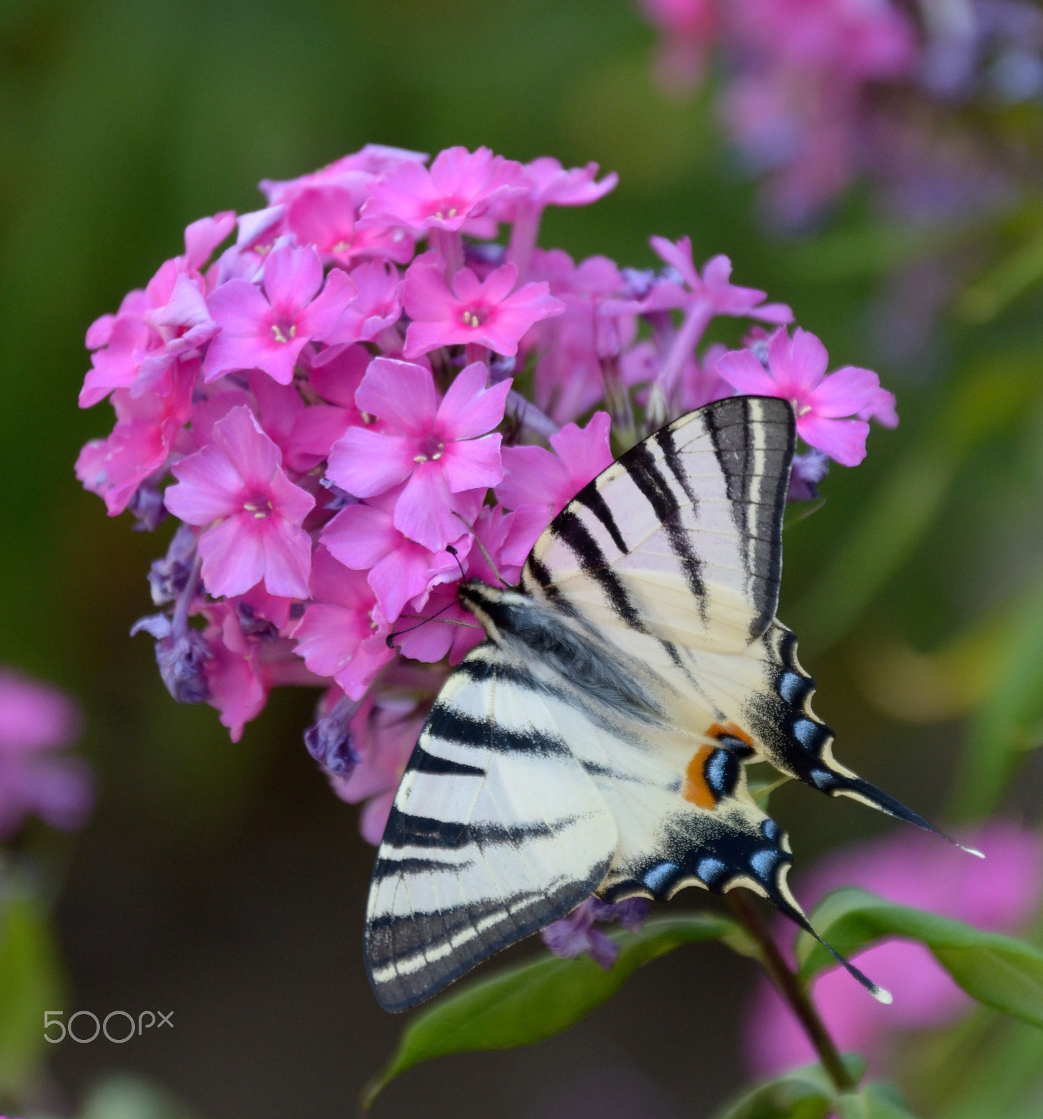 Nikon D3100 + Sigma 18-200mm F3.5-6.3 DC OS HSM sample photo. Swallowtail photography