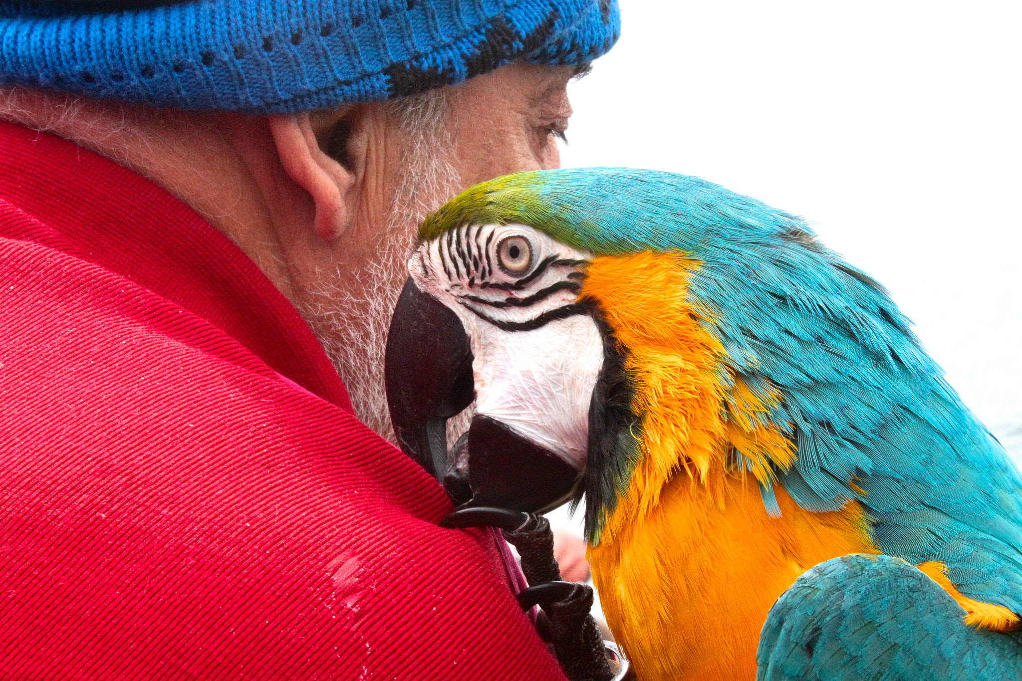 Canon EOS 500D (EOS Rebel T1i / EOS Kiss X3) sample photo. Parrot and man photography