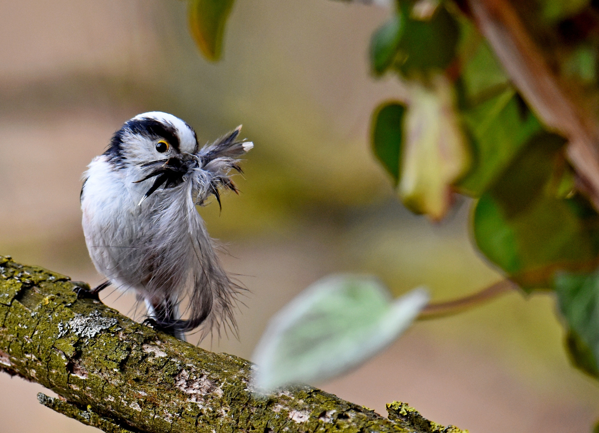 Nikon D7200 + Nikon AF-S Nikkor 600mm F4G ED VR sample photo. Long-tailed tit photography