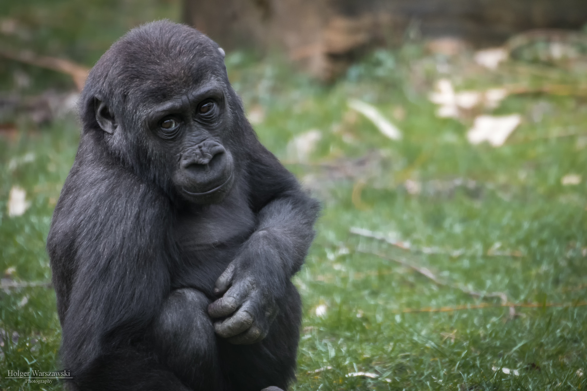 Tamron SP 35mm F1.8 Di VC USD sample photo. Gorilla eye contact photography