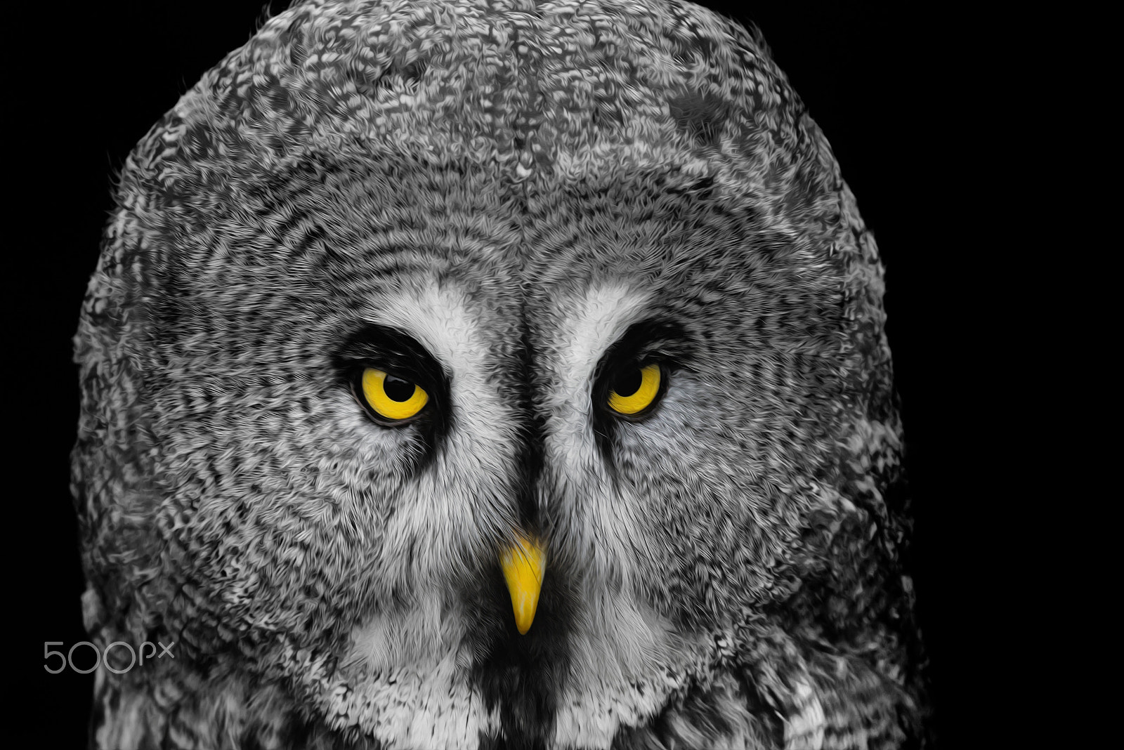 Sigma 150-600mm F5-6.3 DG OS HSM | S sample photo. Intense look photography
