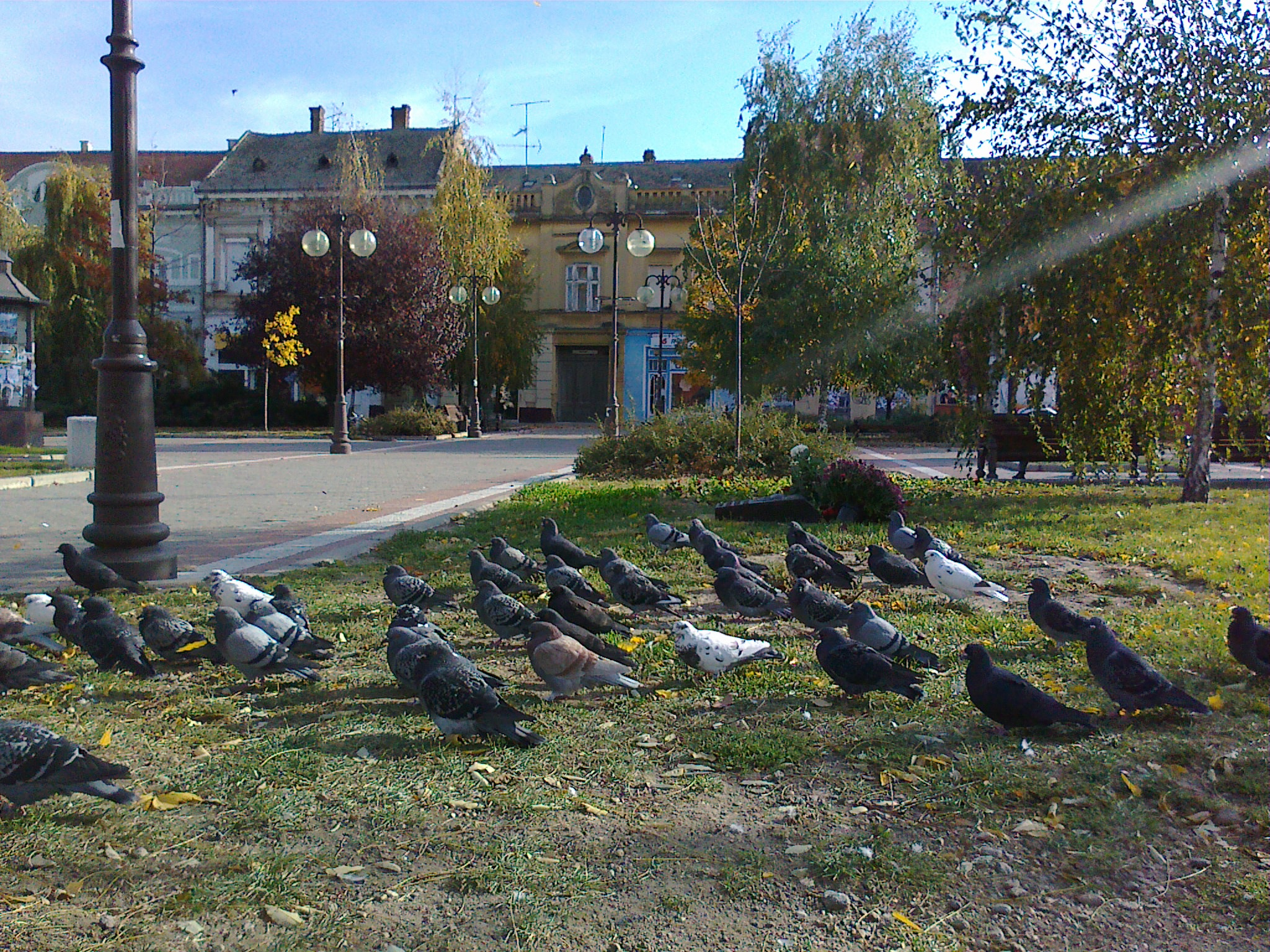 Nokia C5-00 sample photo. Pigeons line-up photography