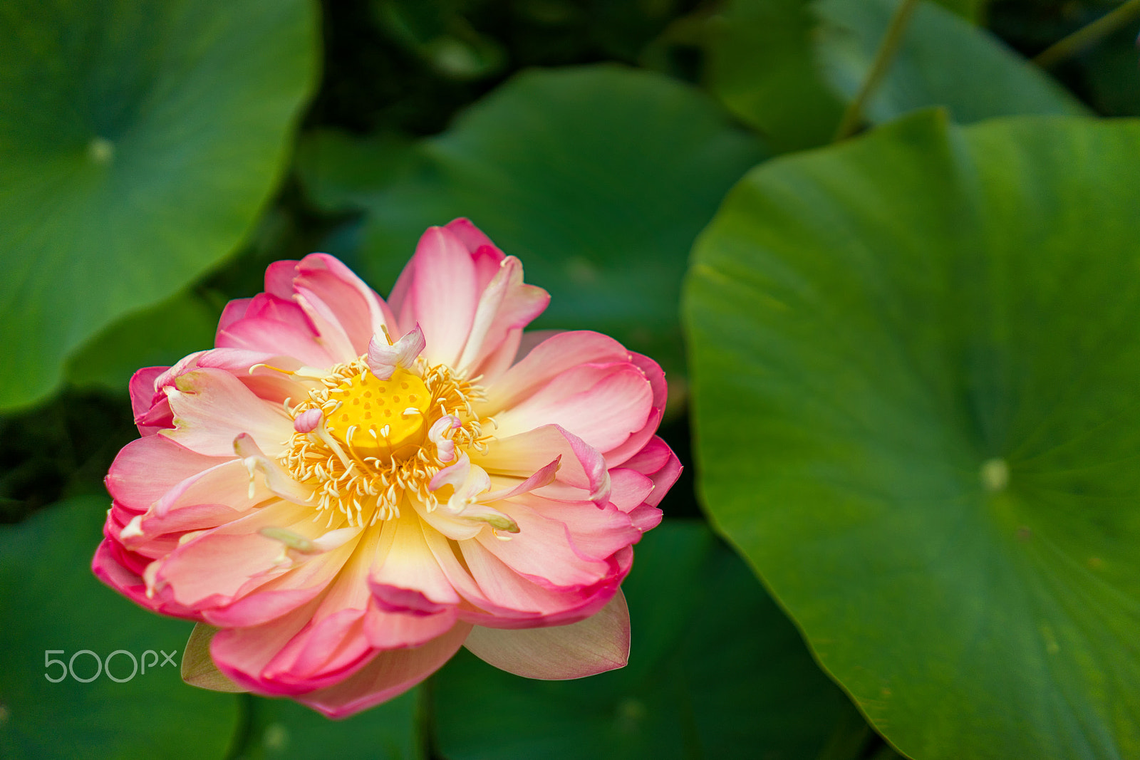 Sony FE 28mm F2 sample photo. Gentle photography