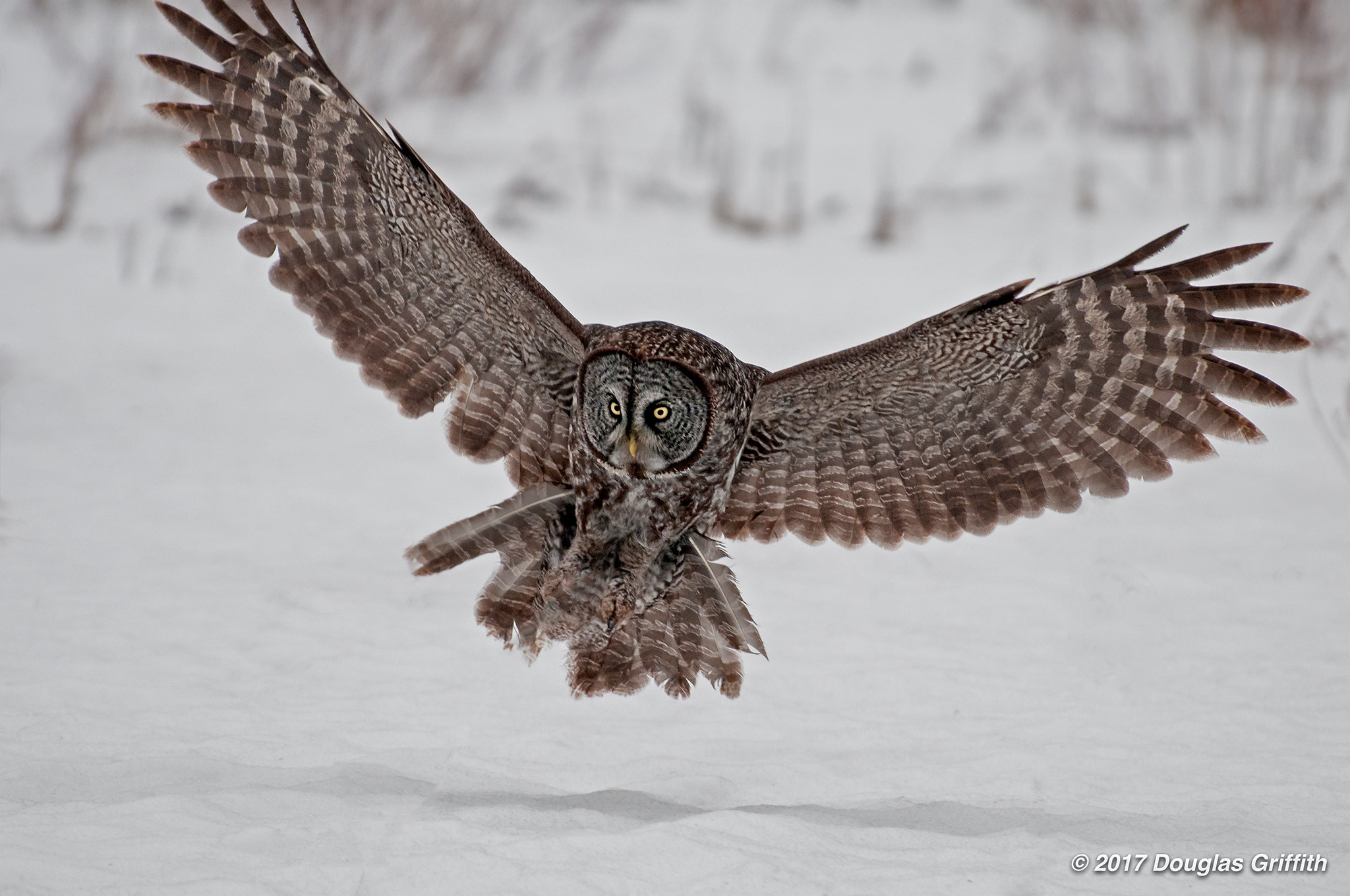 Nikon D300 sample photo. Great grey (gray) owl (strix nebulosa) photography