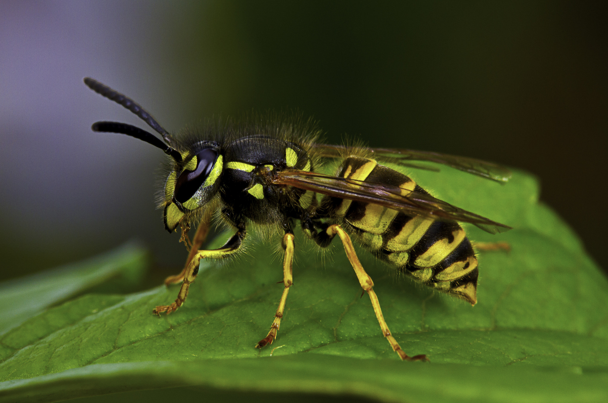 Canon EF-S 60mm F2.8 Macro USM sample photo. Wasp photography