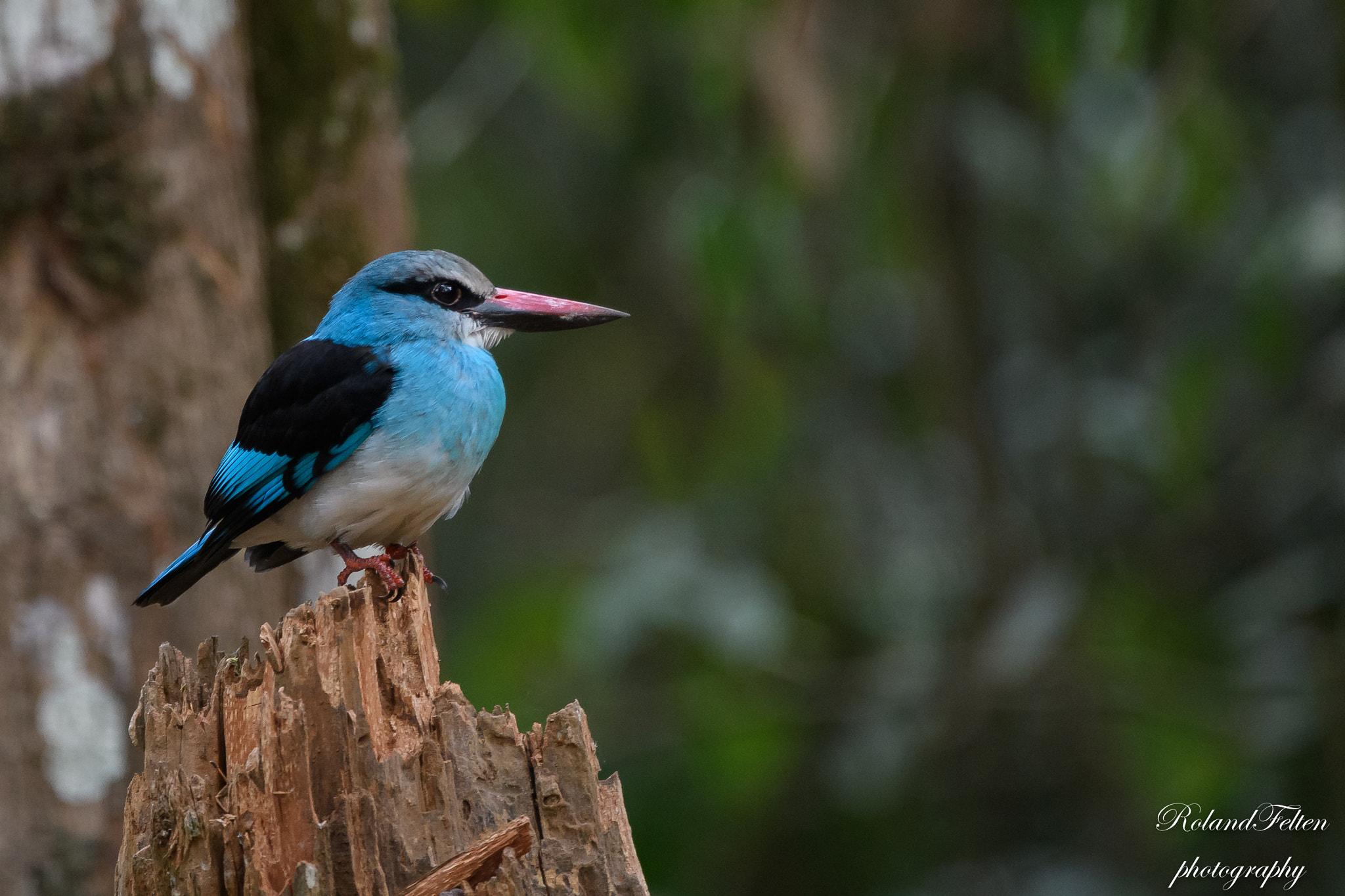 Nikon AF-S Nikkor 200-400mm F4G ED-IF VR sample photo. Blue-breasted kingfisher photography