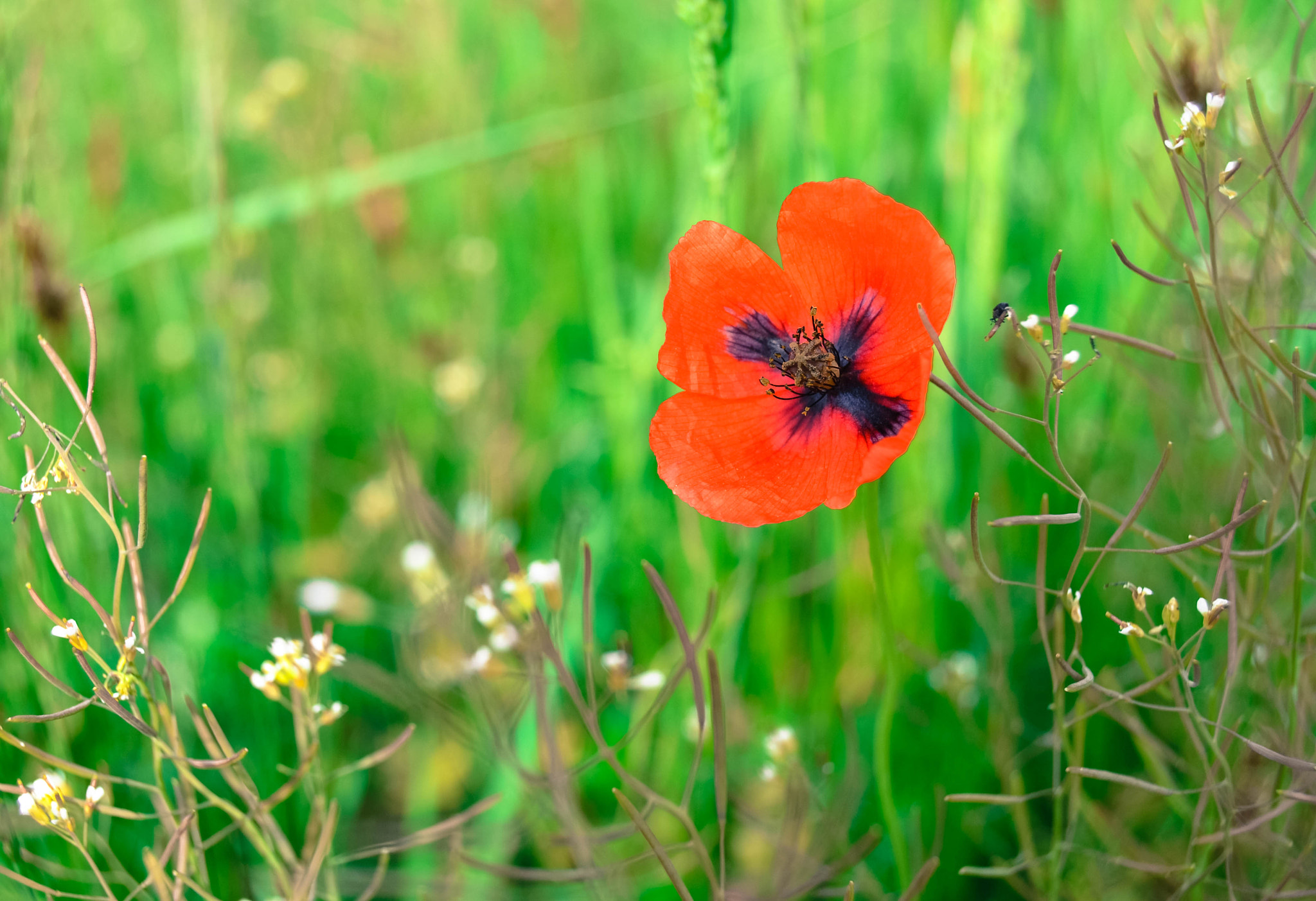 Nikon D3100 + Sigma 50-150mm F2.8 EX APO DC HSM II sample photo. ф photography