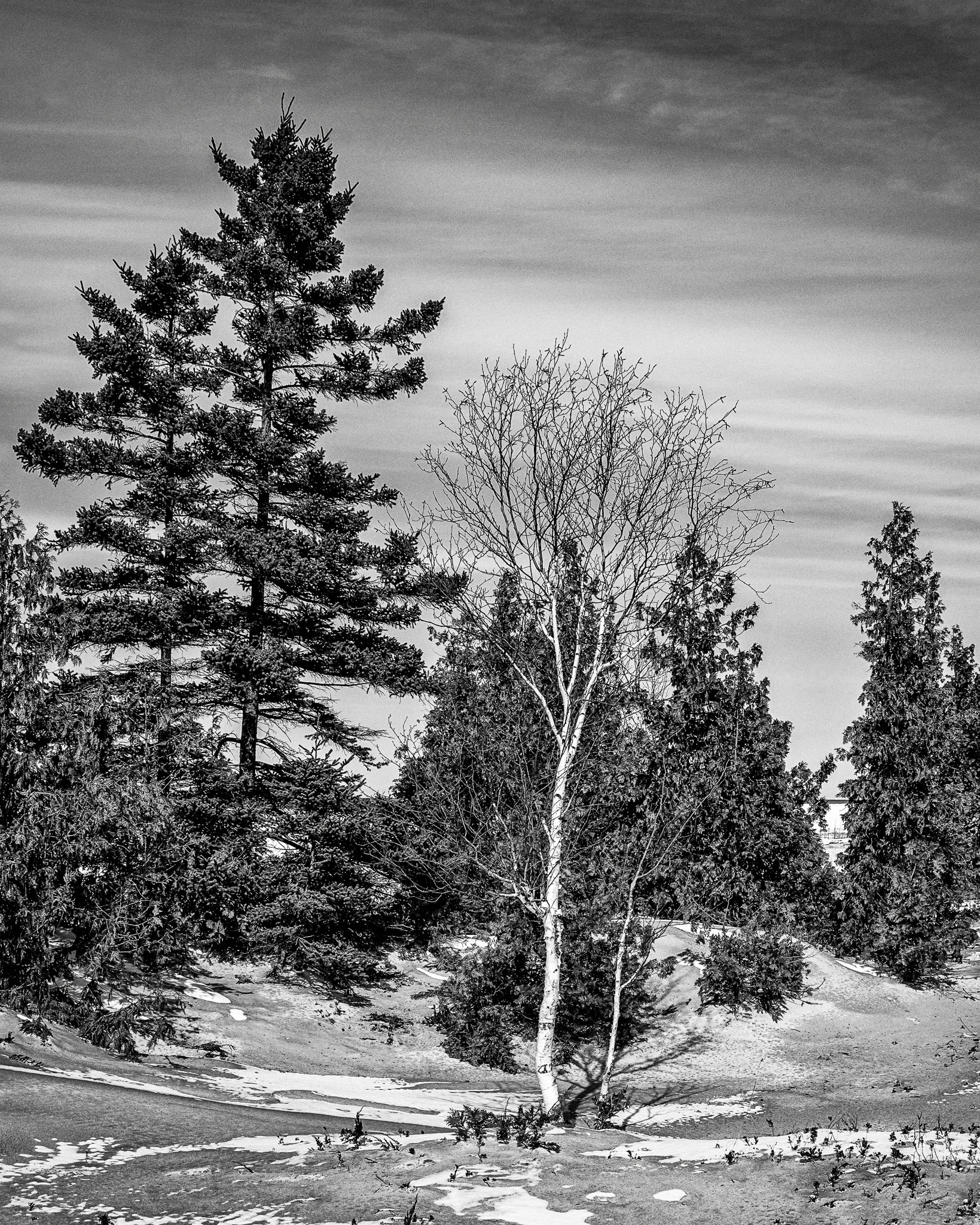 Nikon AF Nikkor 24-85mm F2.8-4D IF sample photo. Birch in the dune photography