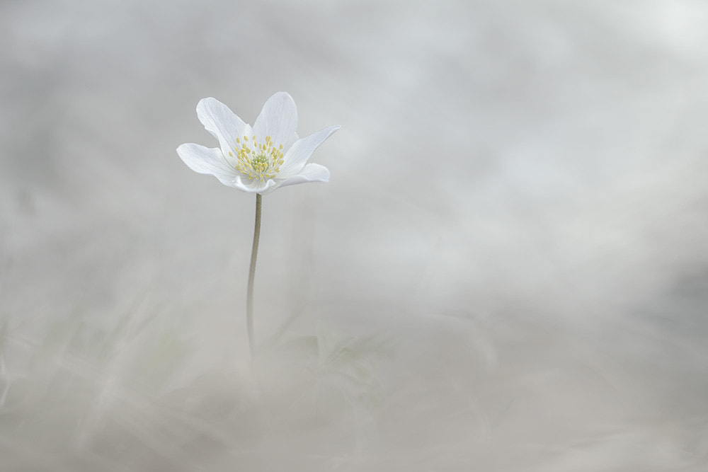 Pentax K-1 + Sigma sample photo. Anémone sylvie. photography