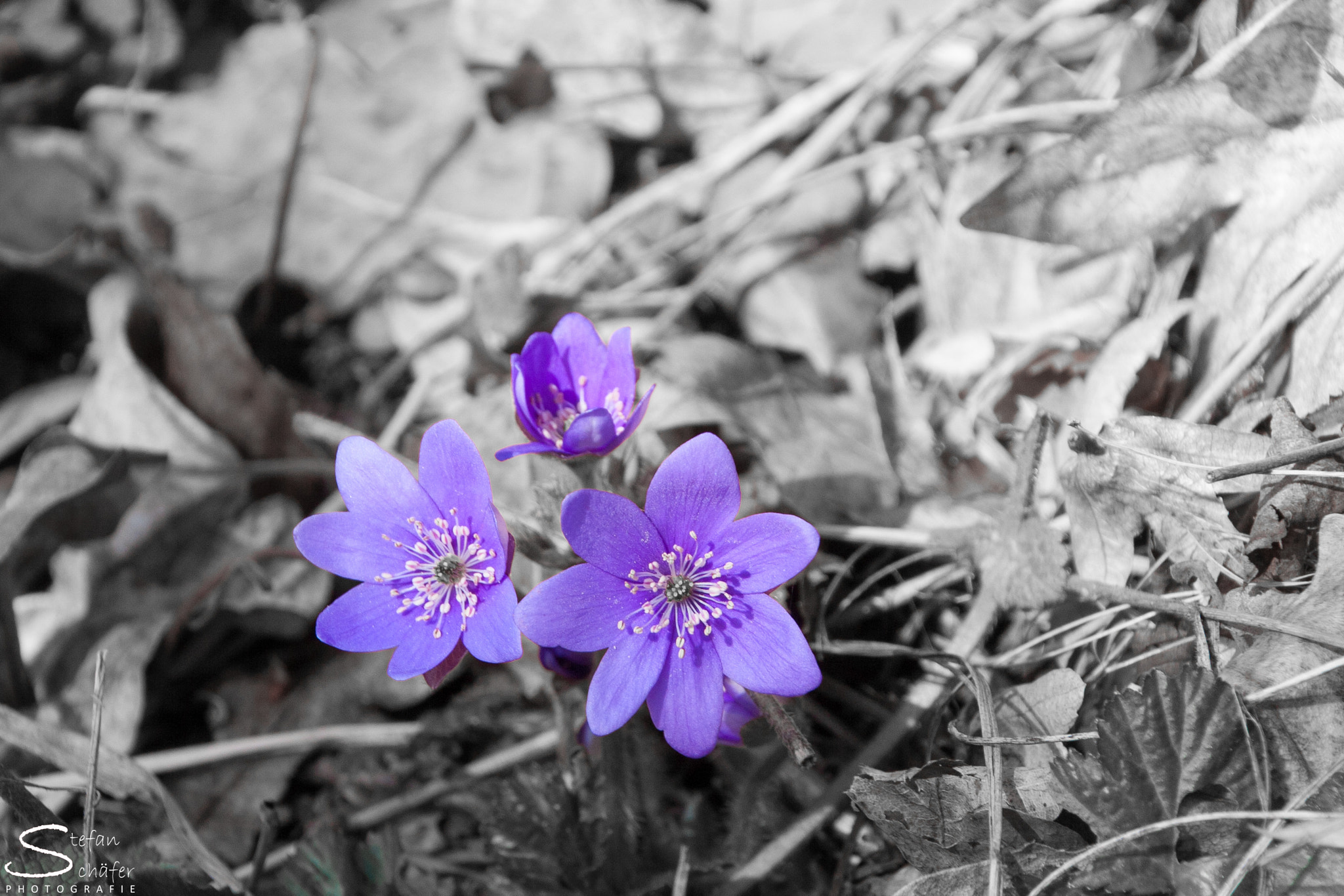 Canon EOS 1000D (EOS Digital Rebel XS / EOS Kiss F) sample photo. Hepatica photography