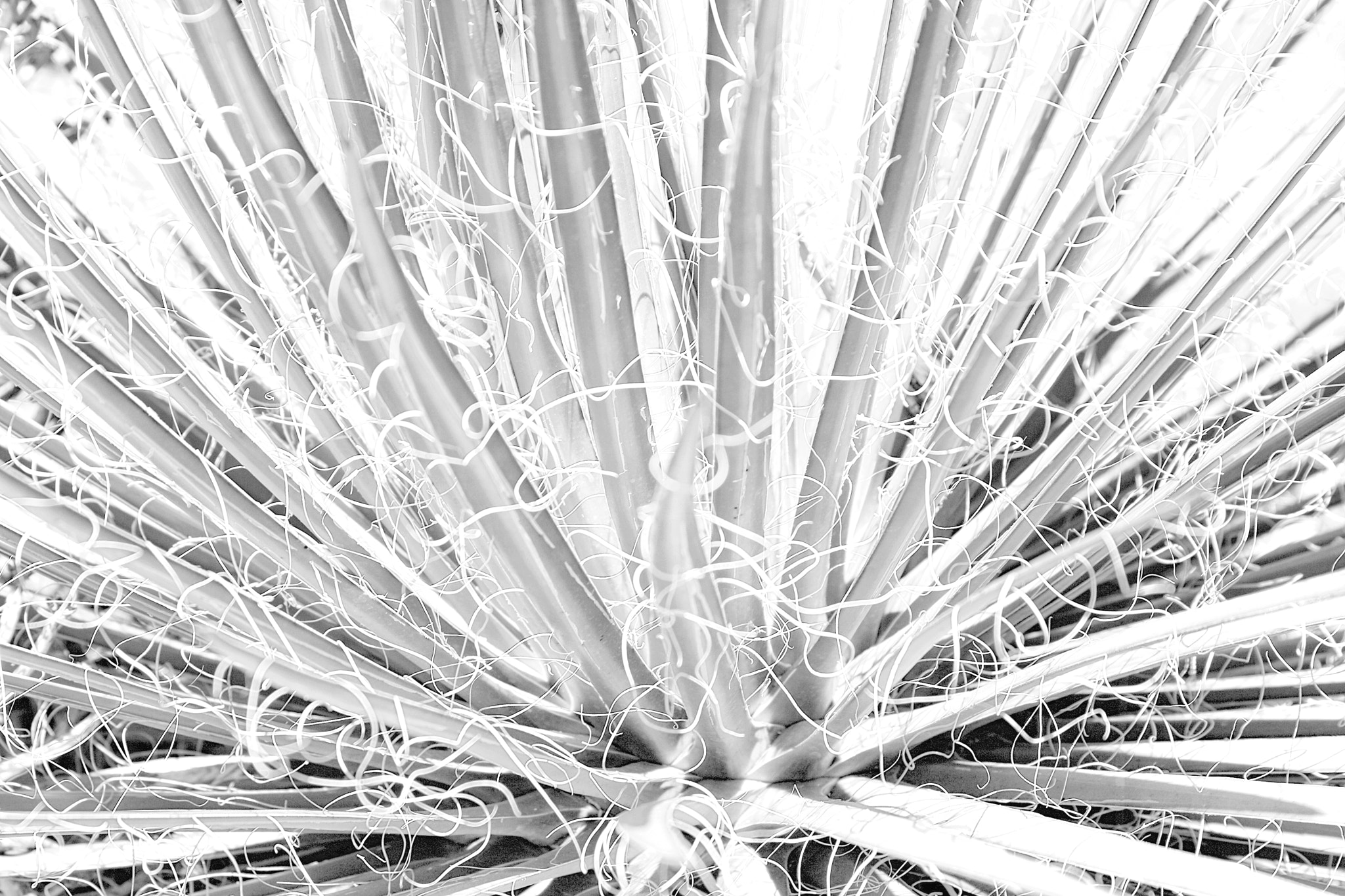 Canon EOS 400D (EOS Digital Rebel XTi / EOS Kiss Digital X) sample photo. Leaves with filament hair by fernandoar.com photography