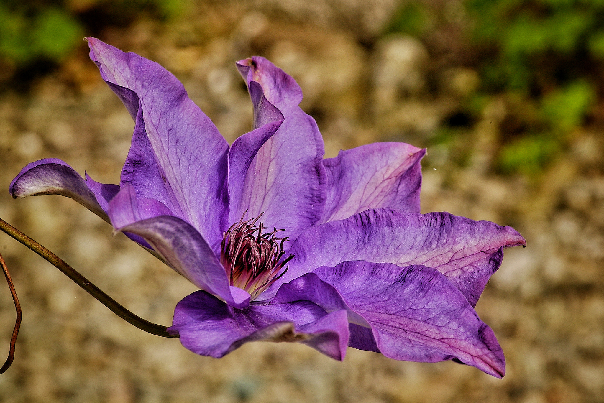 Pentax smc D-FA 100mm F2.8 macro sample photo