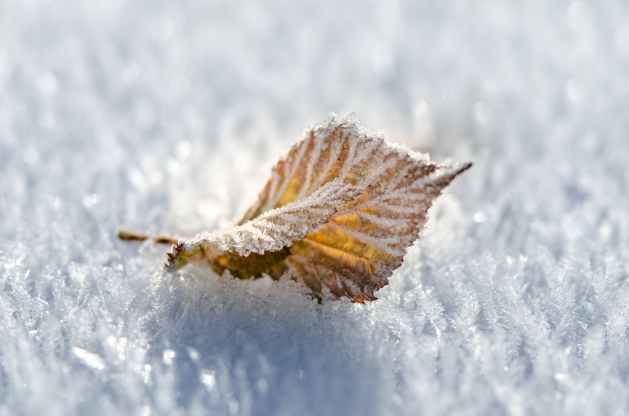 Nikon D7000 sample photo. Frozen leaf photography