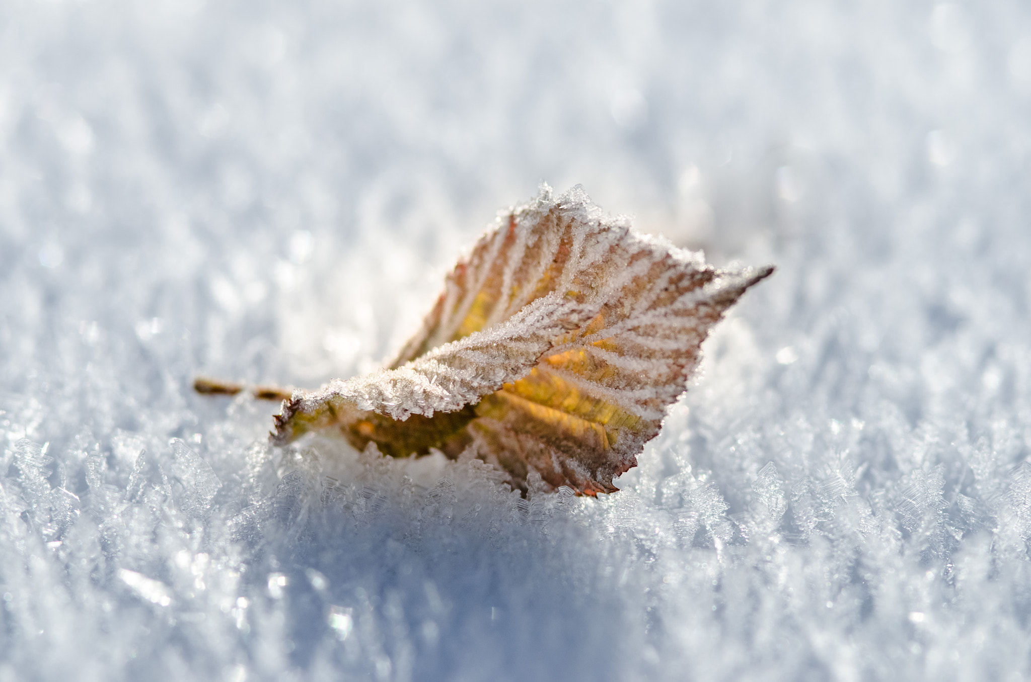 Nikon D7000 + AF Micro-Nikkor 105mm f/2.8 sample photo. Frozen leaf photography