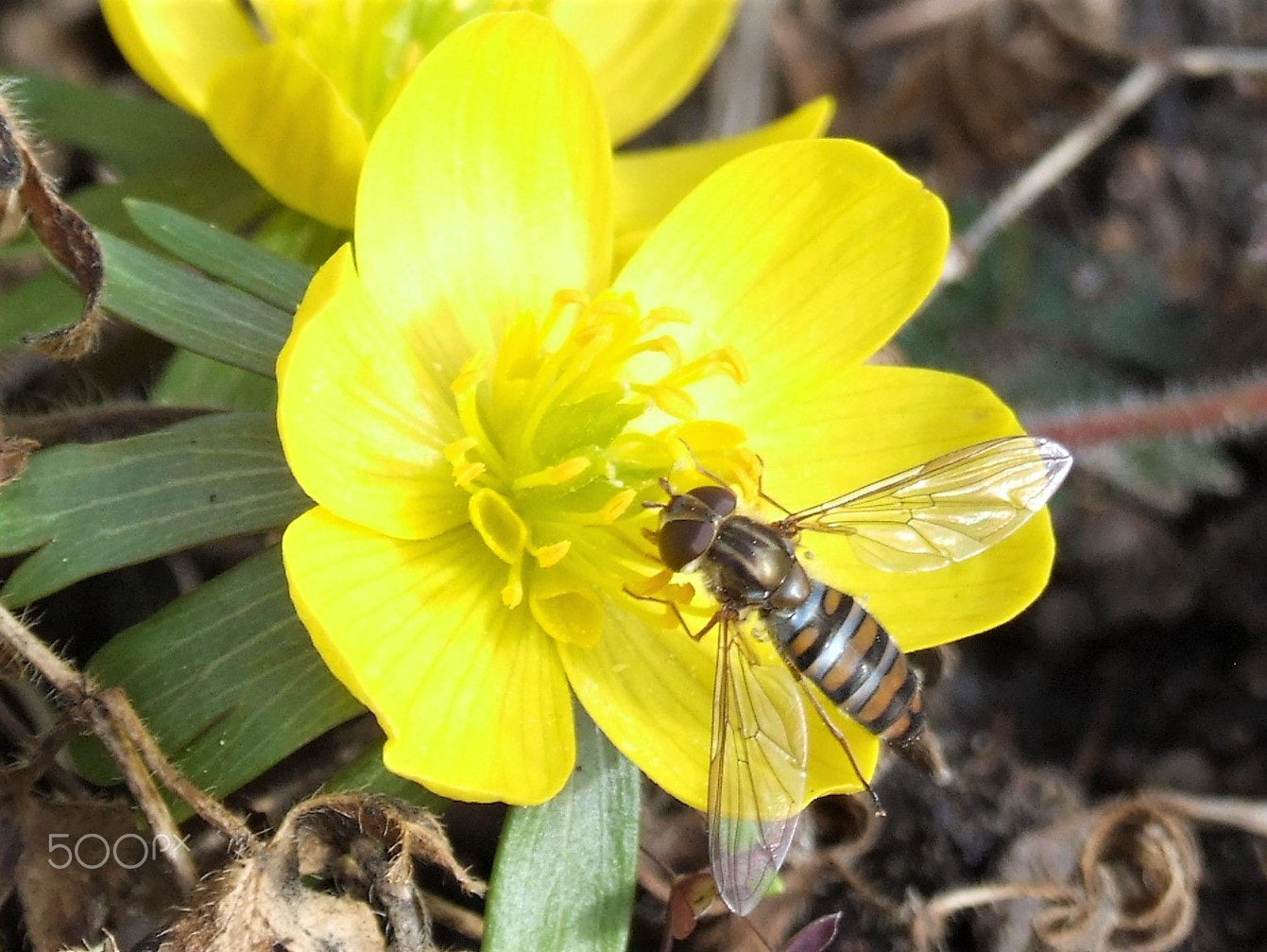 Fujifilm FinePix S9500 sample photo. Insect's breakfast... photography