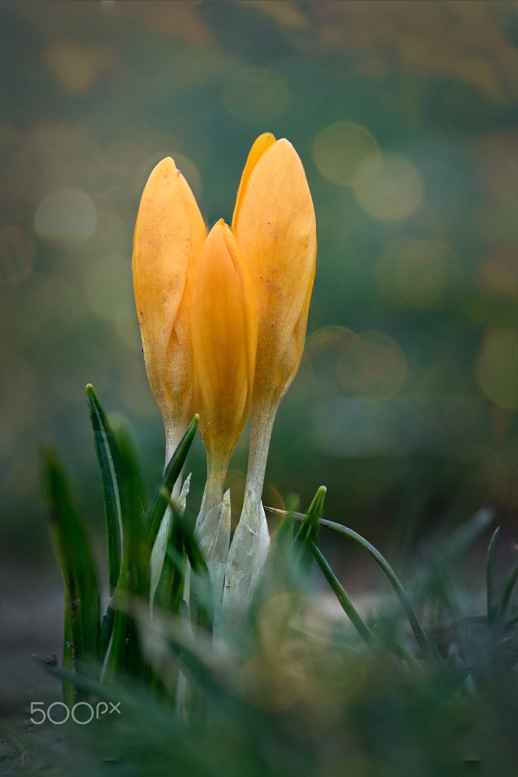 Tokina AT-X Pro 100mm F2.8 Macro sample photo. Harbingers of spring photography