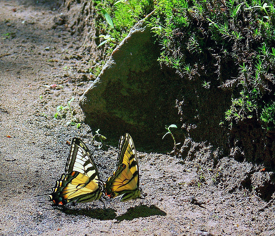 Kodak Z712 IS ZOOM DIGITAL CAMERA sample photo. Butterflies in the park photography
