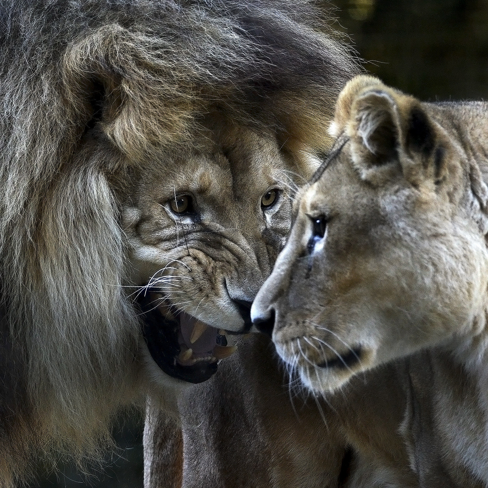 Sigma 150-500mm F5-6.3 DG OS HSM sample photo. King & queen photography