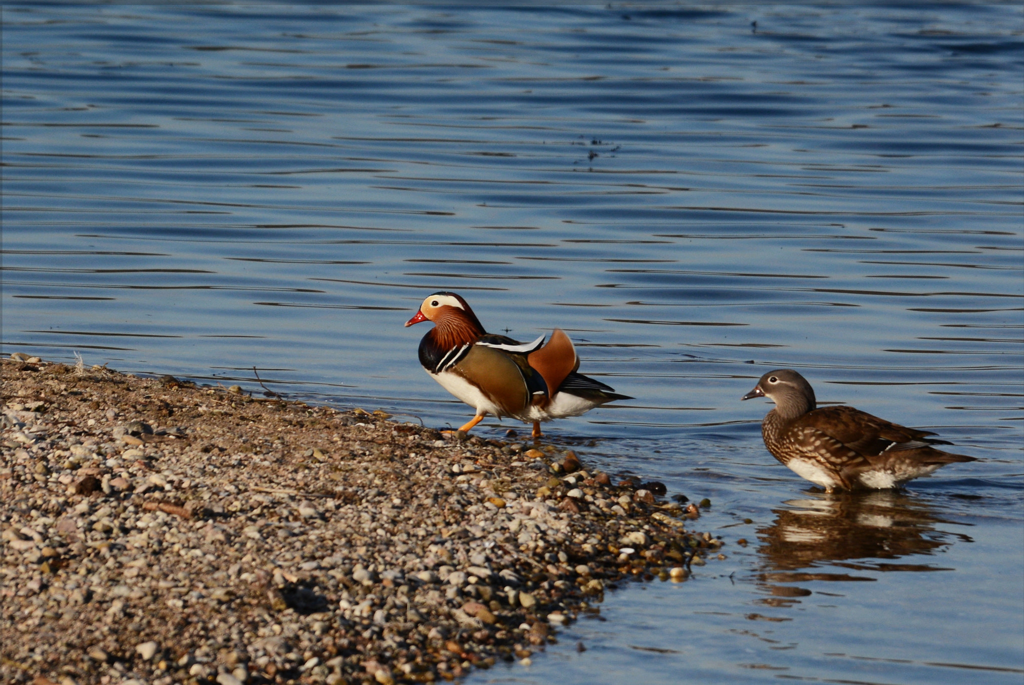 Nikon D7100 sample photo. Mandarin ducks photography