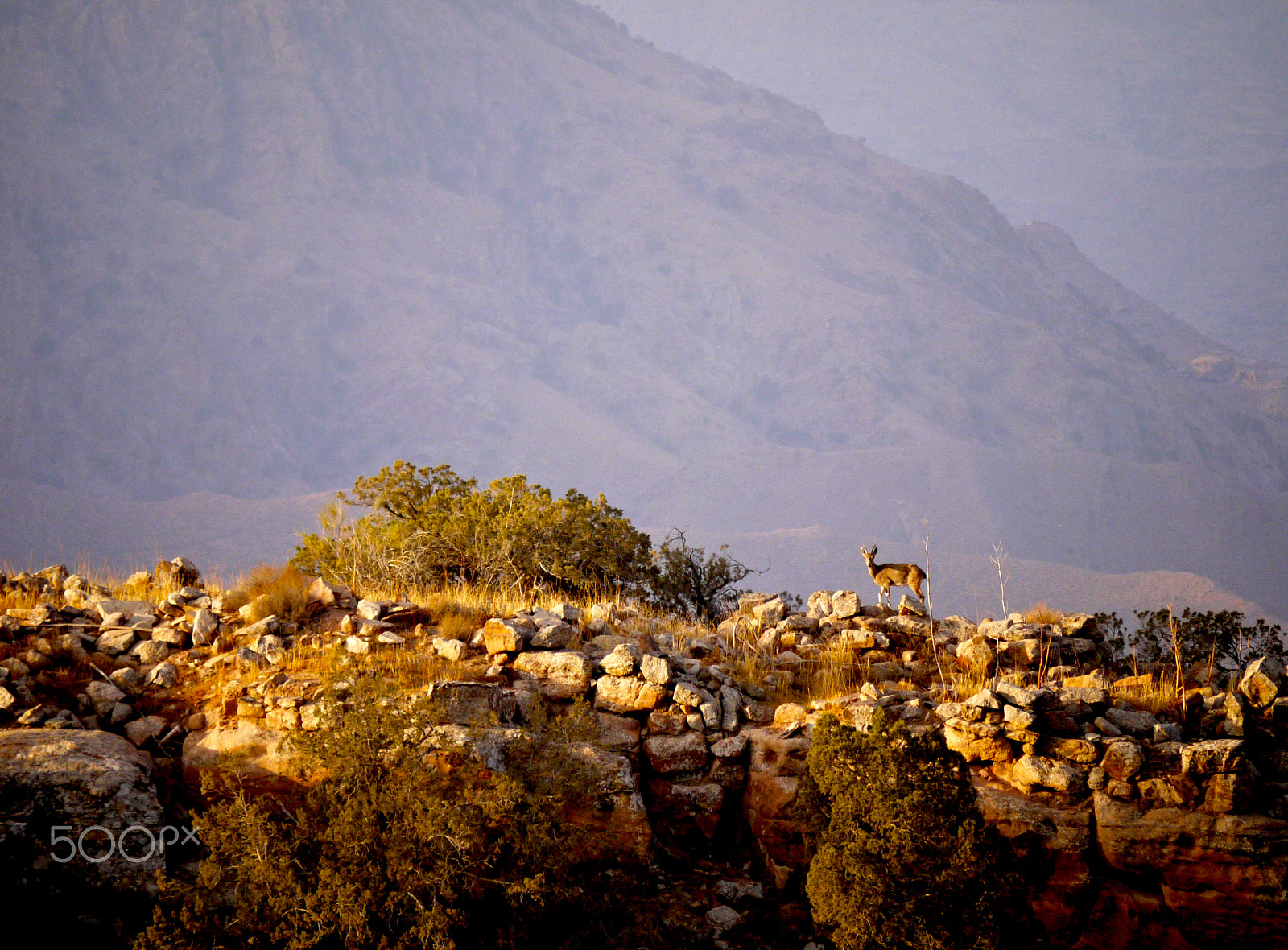 Panasonic Lumix DMC-G1 sample photo. Nubian ibex at sunrise photography