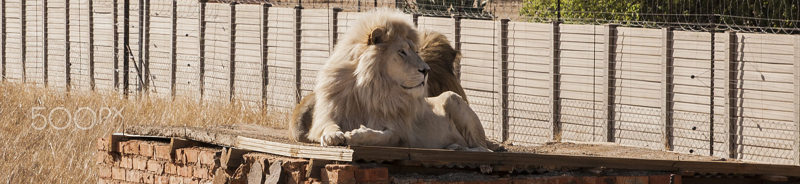 Tamron SP AF 17-50mm F2.8 XR Di II LD Aspherical (IF) sample photo. Lion photography