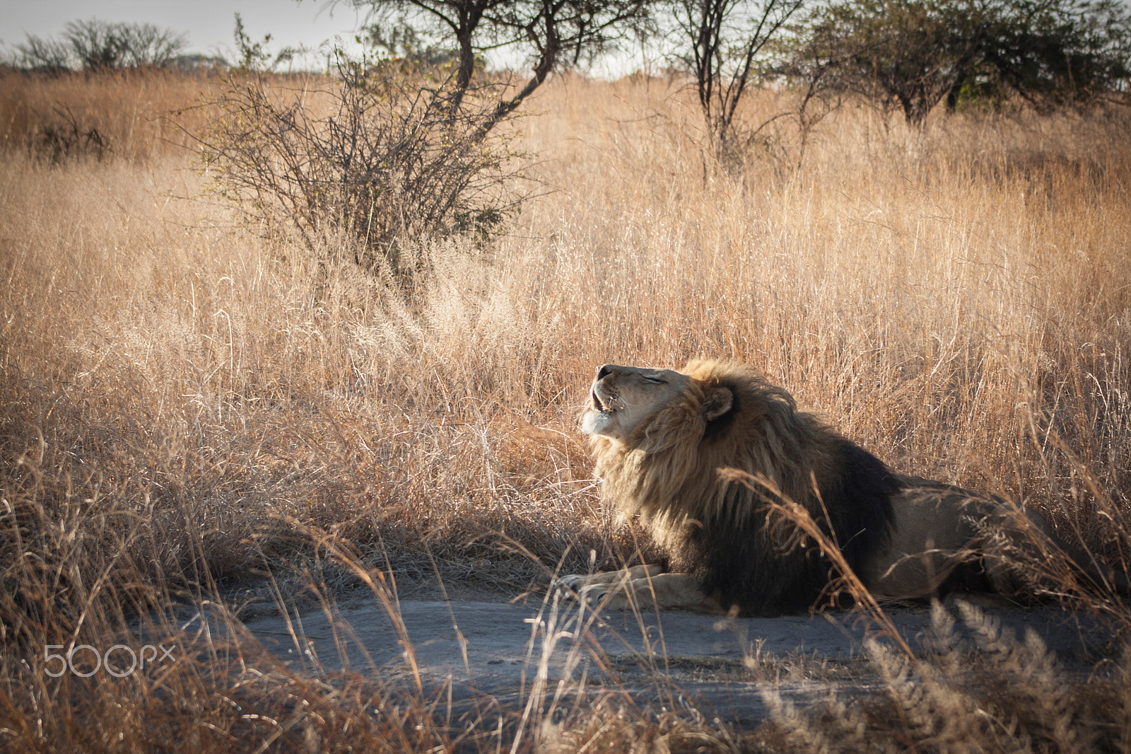 Canon EOS 1000D (EOS Digital Rebel XS / EOS Kiss F) + EF75-300mm f/4-5.6 sample photo. Lion photography