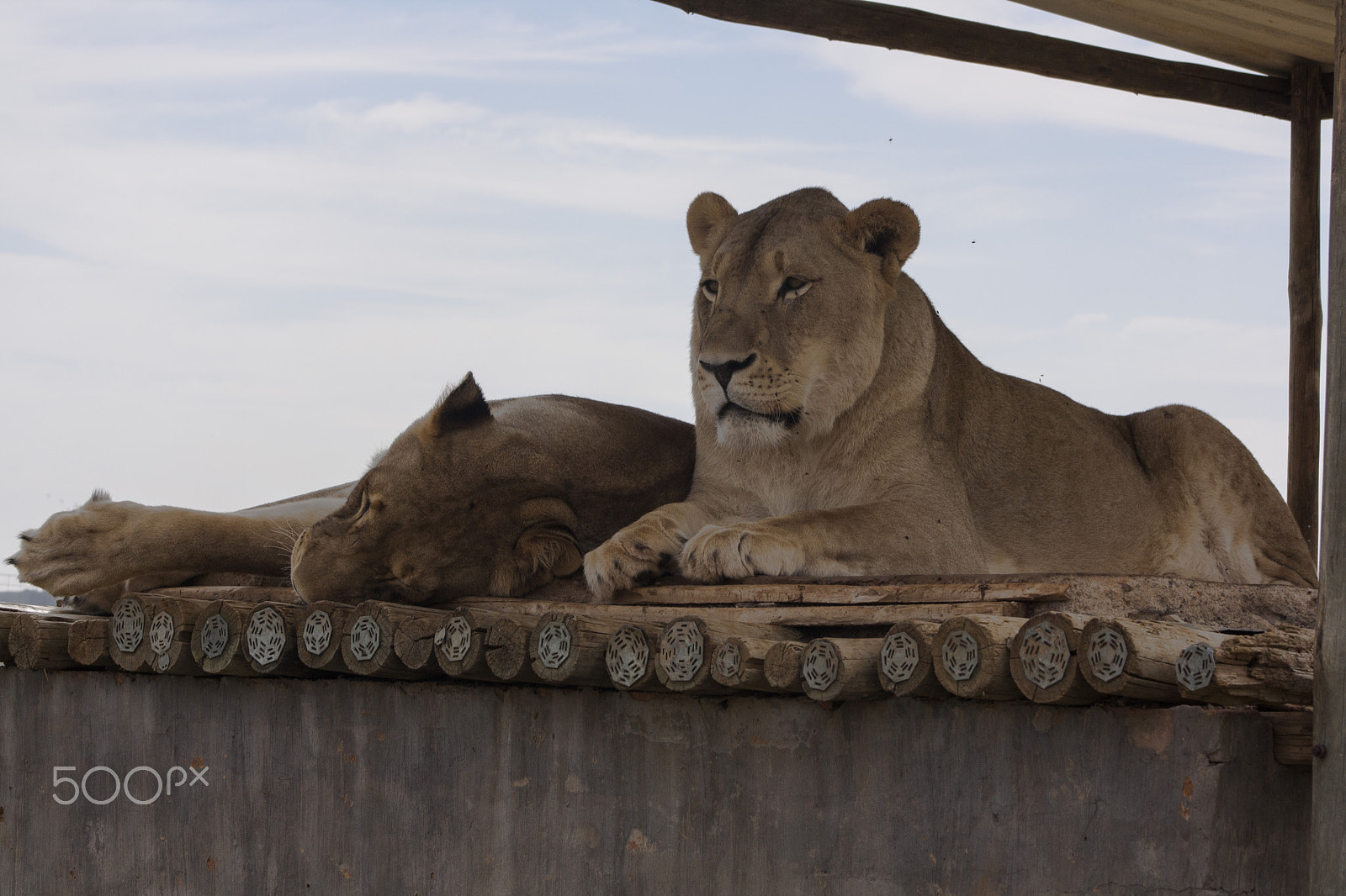 Canon EOS 1000D (EOS Digital Rebel XS / EOS Kiss F) + EF75-300mm f/4-5.6 sample photo. Lion photography