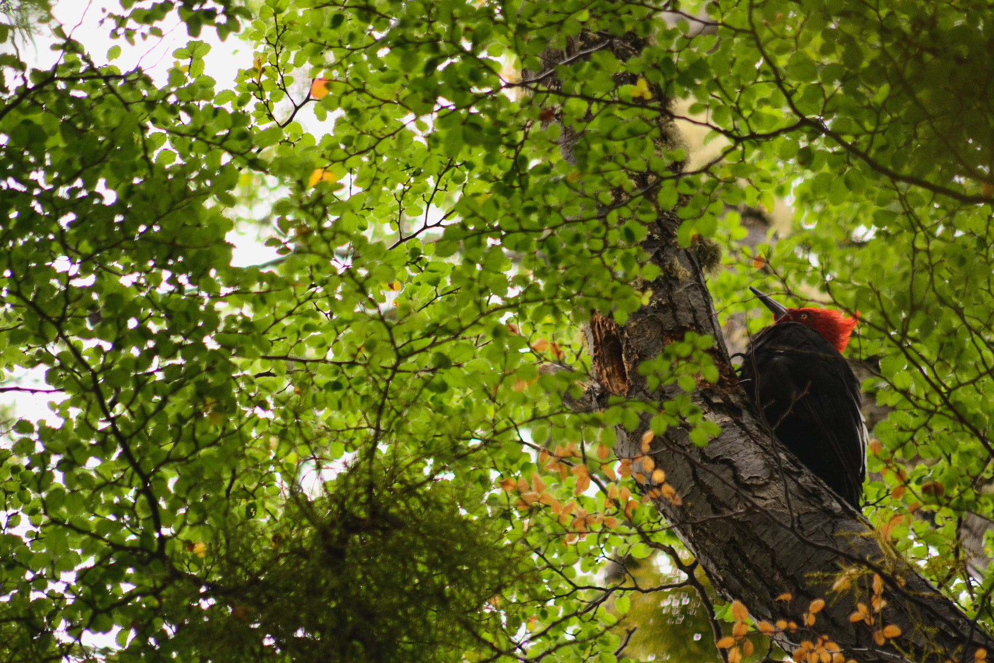 Sigma 70-300mm F4-5.6 APO DG Macro sample photo. Dsc photography