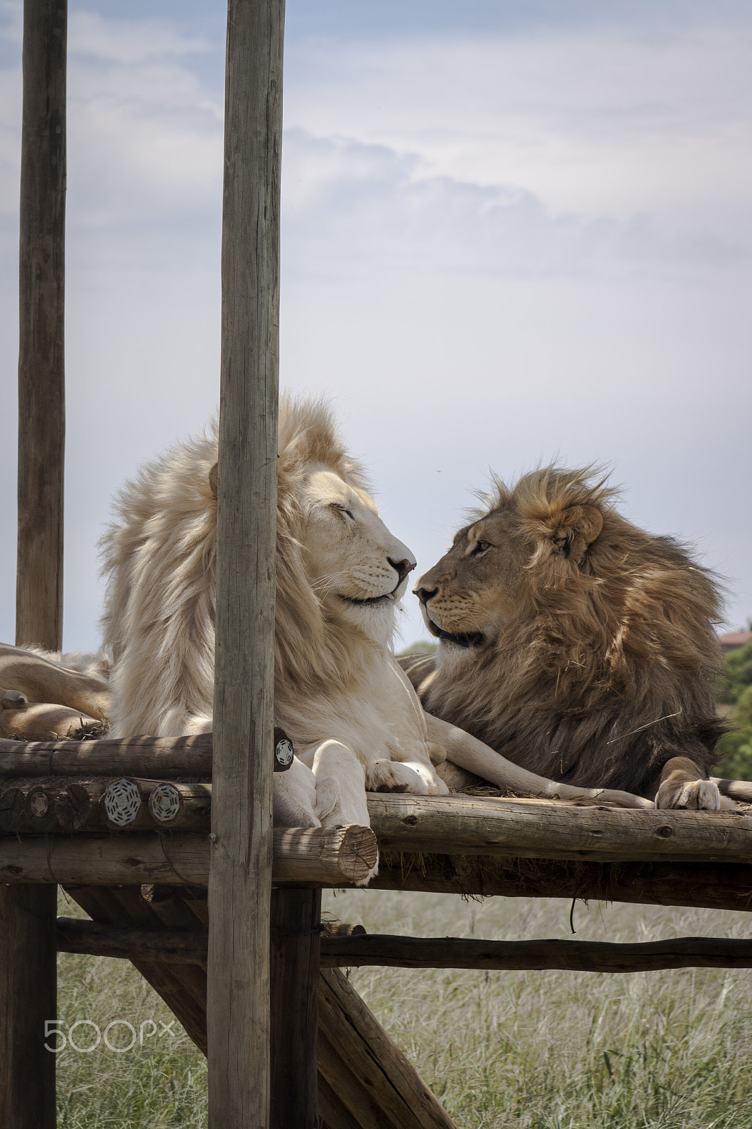 Canon EOS 1000D (EOS Digital Rebel XS / EOS Kiss F) + EF75-300mm f/4-5.6 sample photo. Lion photography