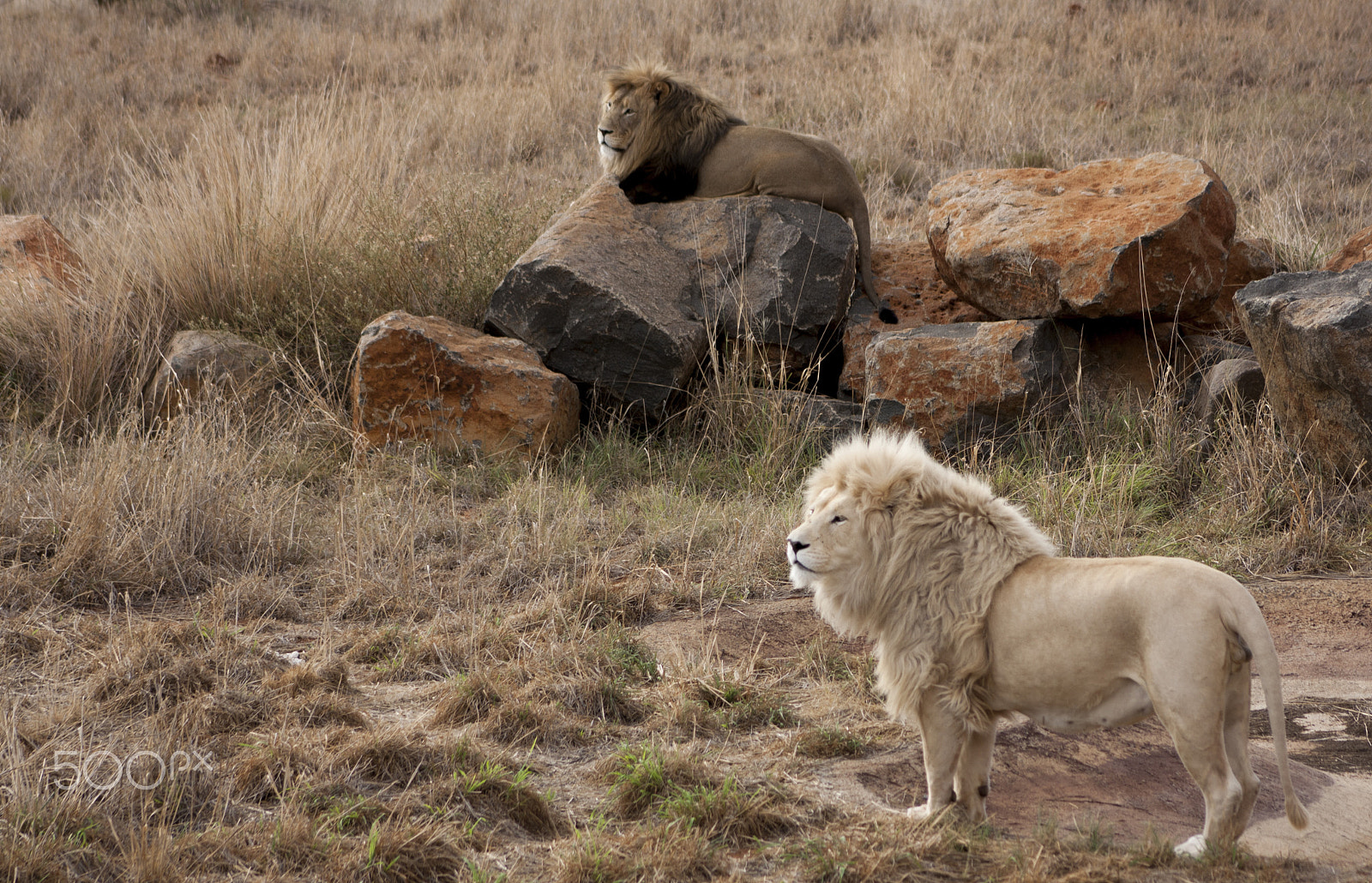 Canon EOS 1000D (EOS Digital Rebel XS / EOS Kiss F) + EF75-300mm f/4-5.6 sample photo. Lion photography