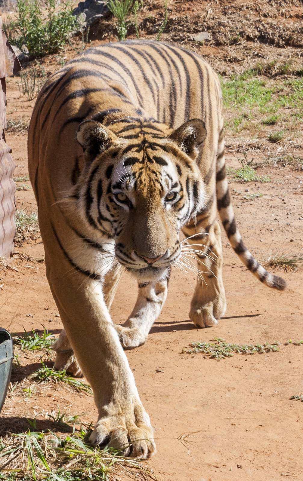 Tamron SP AF 17-50mm F2.8 XR Di II LD Aspherical (IF) sample photo. Siberian tiger photography