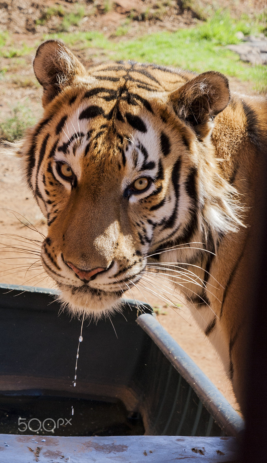 Canon EOS 1000D (EOS Digital Rebel XS / EOS Kiss F) sample photo. Siberian tiger photography