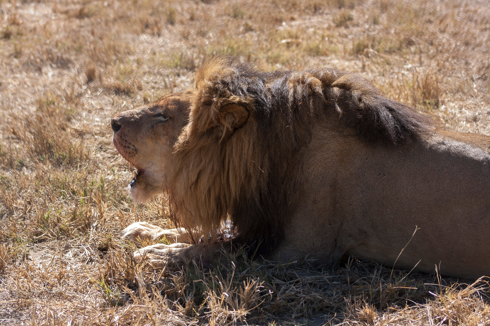 Canon EOS 1000D (EOS Digital Rebel XS / EOS Kiss F) + EF75-300mm f/4-5.6 sample photo. Lion photography