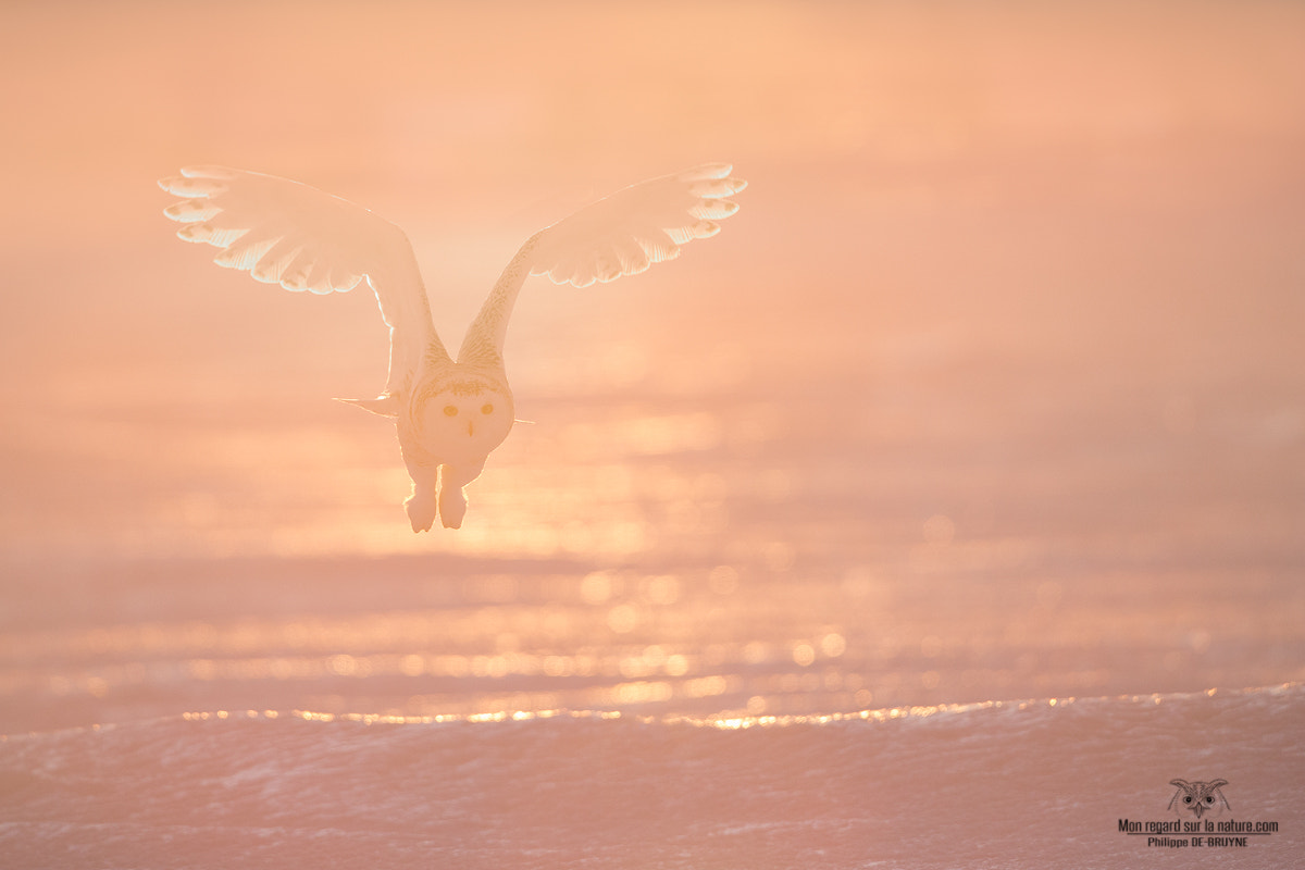 Canon EOS-1D X + Canon EF 500mm F4L IS USM sample photo. Magic morning !! photography