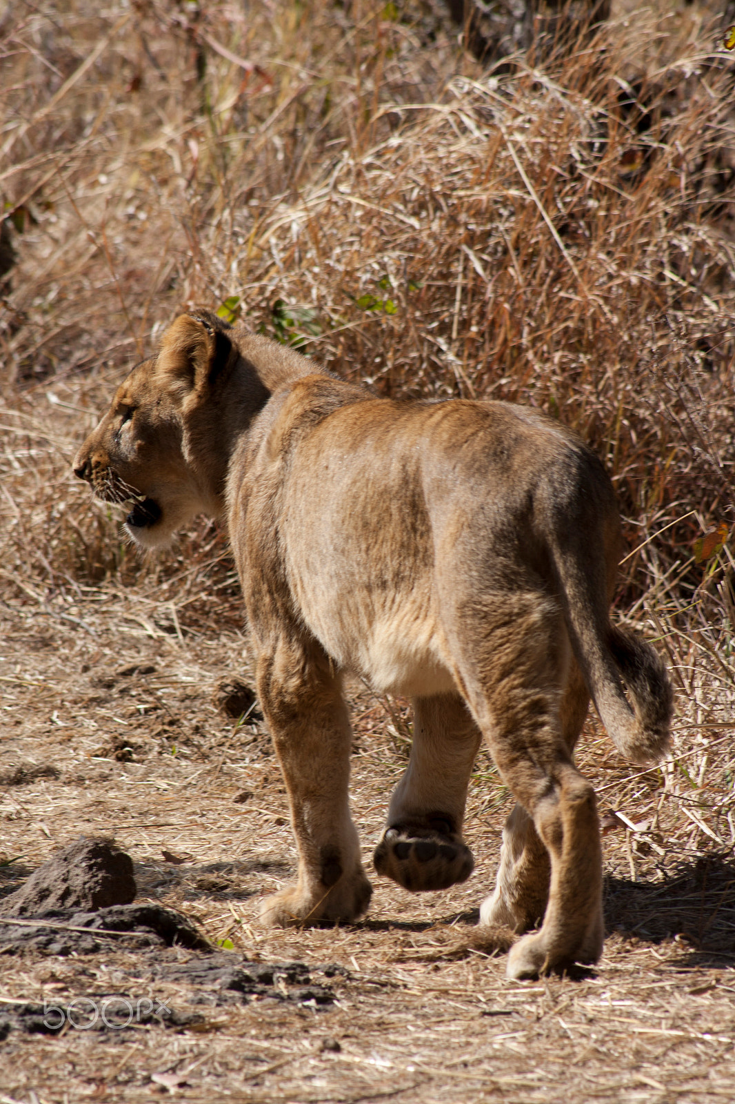 Canon EOS 1000D (EOS Digital Rebel XS / EOS Kiss F) + EF75-300mm f/4-5.6 sample photo. Lion photography