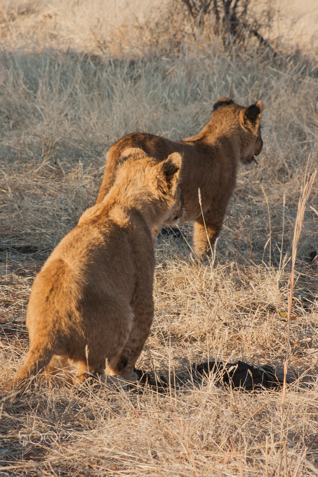 Canon EOS 1000D (EOS Digital Rebel XS / EOS Kiss F) + EF75-300mm f/4-5.6 sample photo. Lion photography