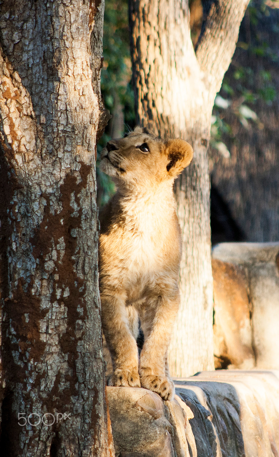 Canon EOS 1000D (EOS Digital Rebel XS / EOS Kiss F) + EF75-300mm f/4-5.6 sample photo. Lion photography