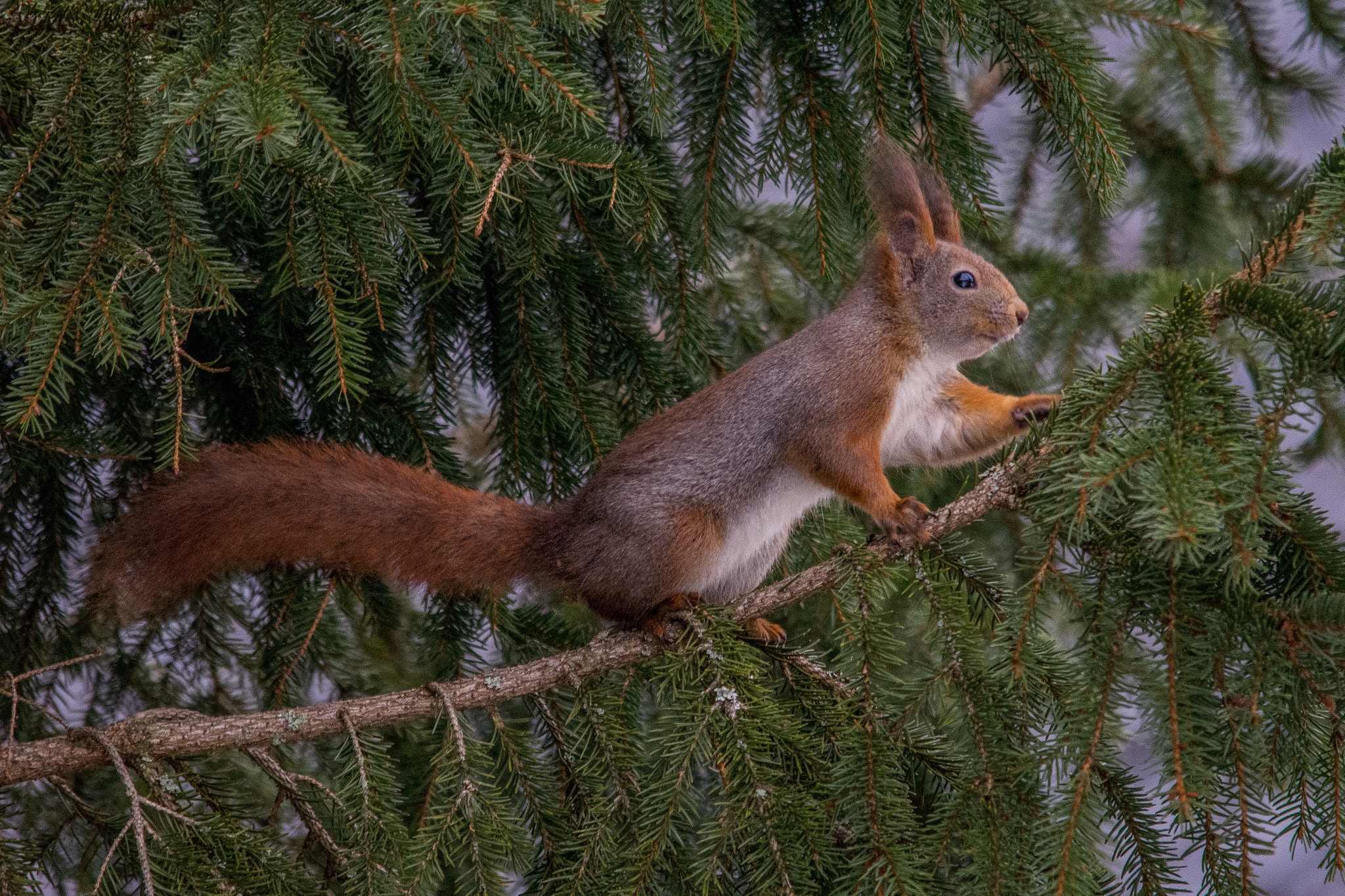 Nikon D7200 + Sigma 150-500mm F5-6.3 DG OS HSM sample photo. I se you photography