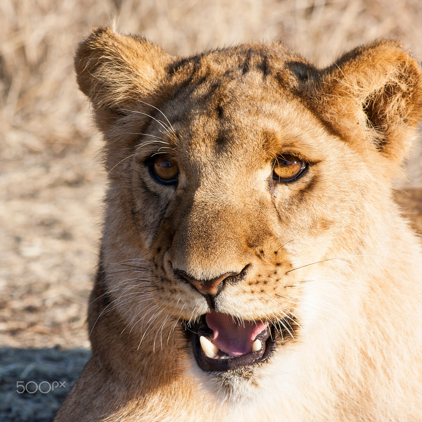 Canon EOS 1000D (EOS Digital Rebel XS / EOS Kiss F) + EF75-300mm f/4-5.6 sample photo. Lion photography