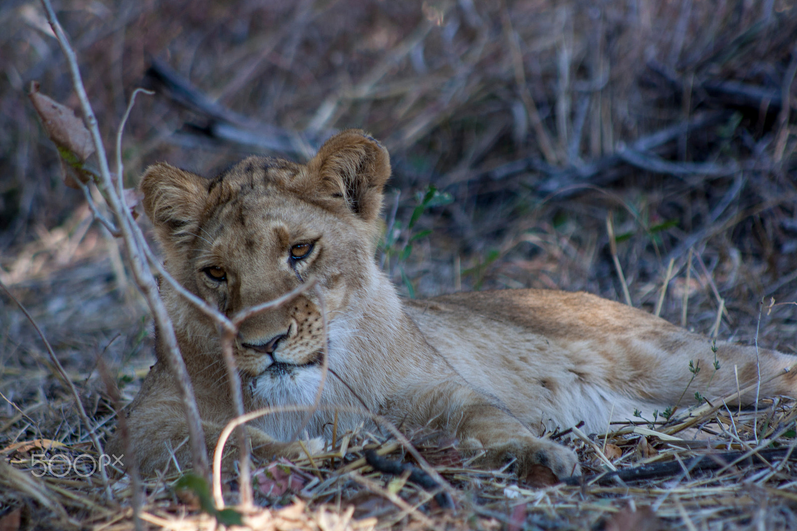 Canon EOS 1000D (EOS Digital Rebel XS / EOS Kiss F) + EF75-300mm f/4-5.6 sample photo. Lion photography