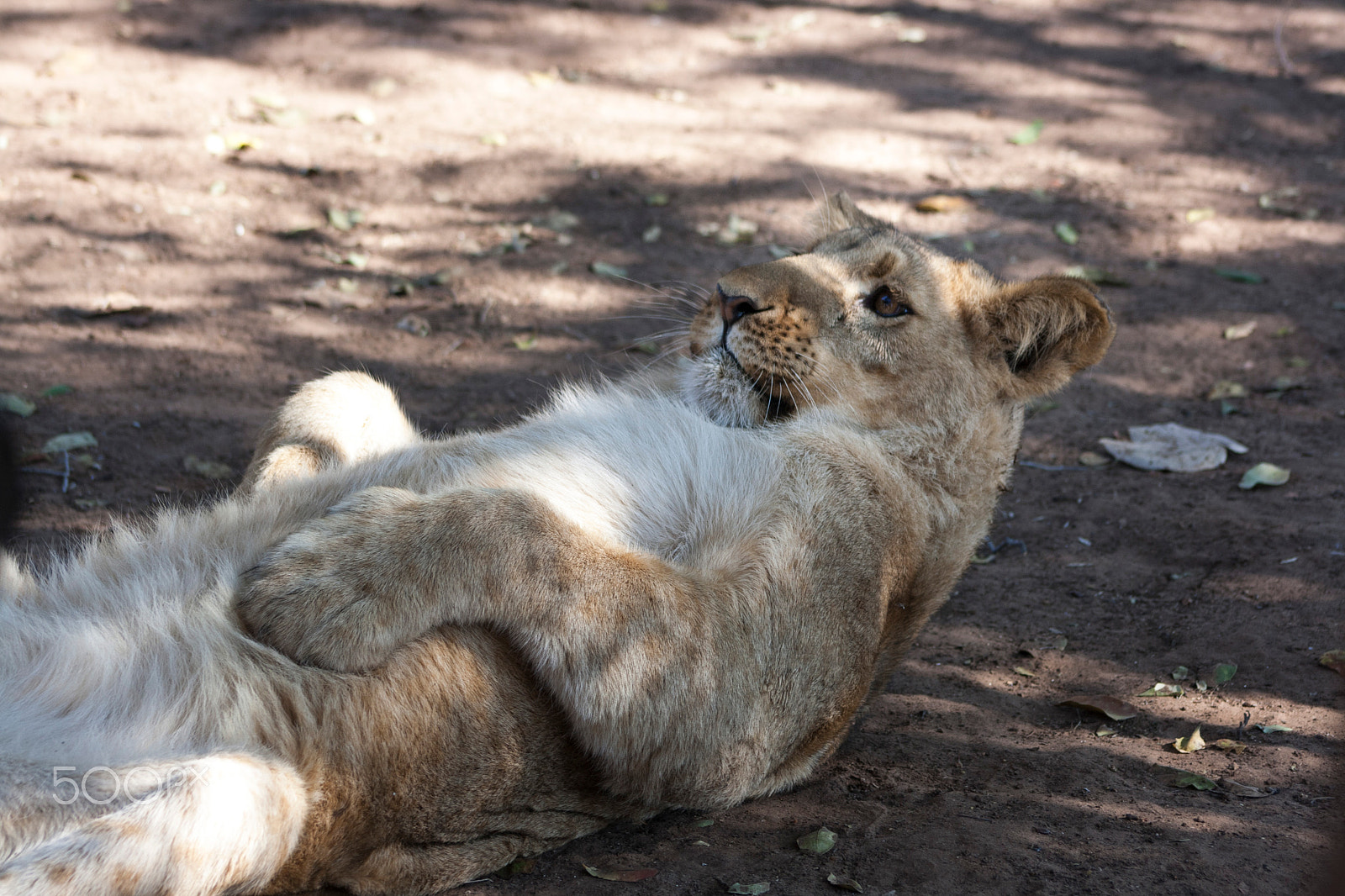 Canon EOS 1000D (EOS Digital Rebel XS / EOS Kiss F) + EF75-300mm f/4-5.6 sample photo. Lion photography