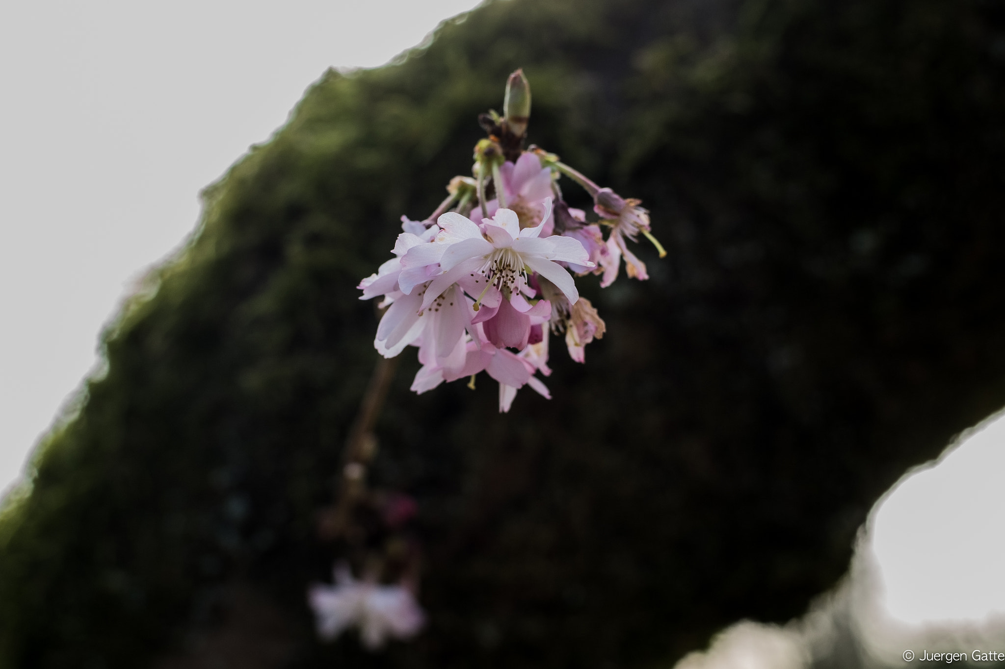 Fujifilm X-T2 + ZEISS Touit 32mm F1.8 sample photo. Japanische kirschblüte photography