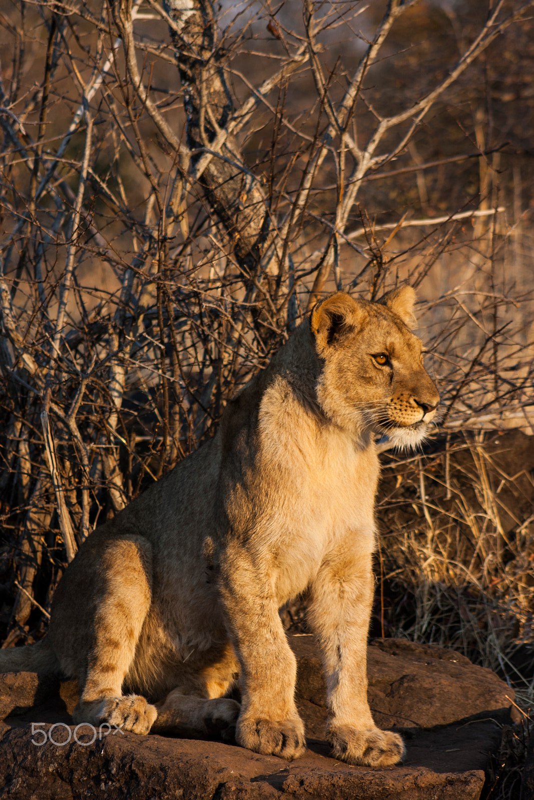 Canon EOS 1000D (EOS Digital Rebel XS / EOS Kiss F) + EF75-300mm f/4-5.6 sample photo. Lion photography