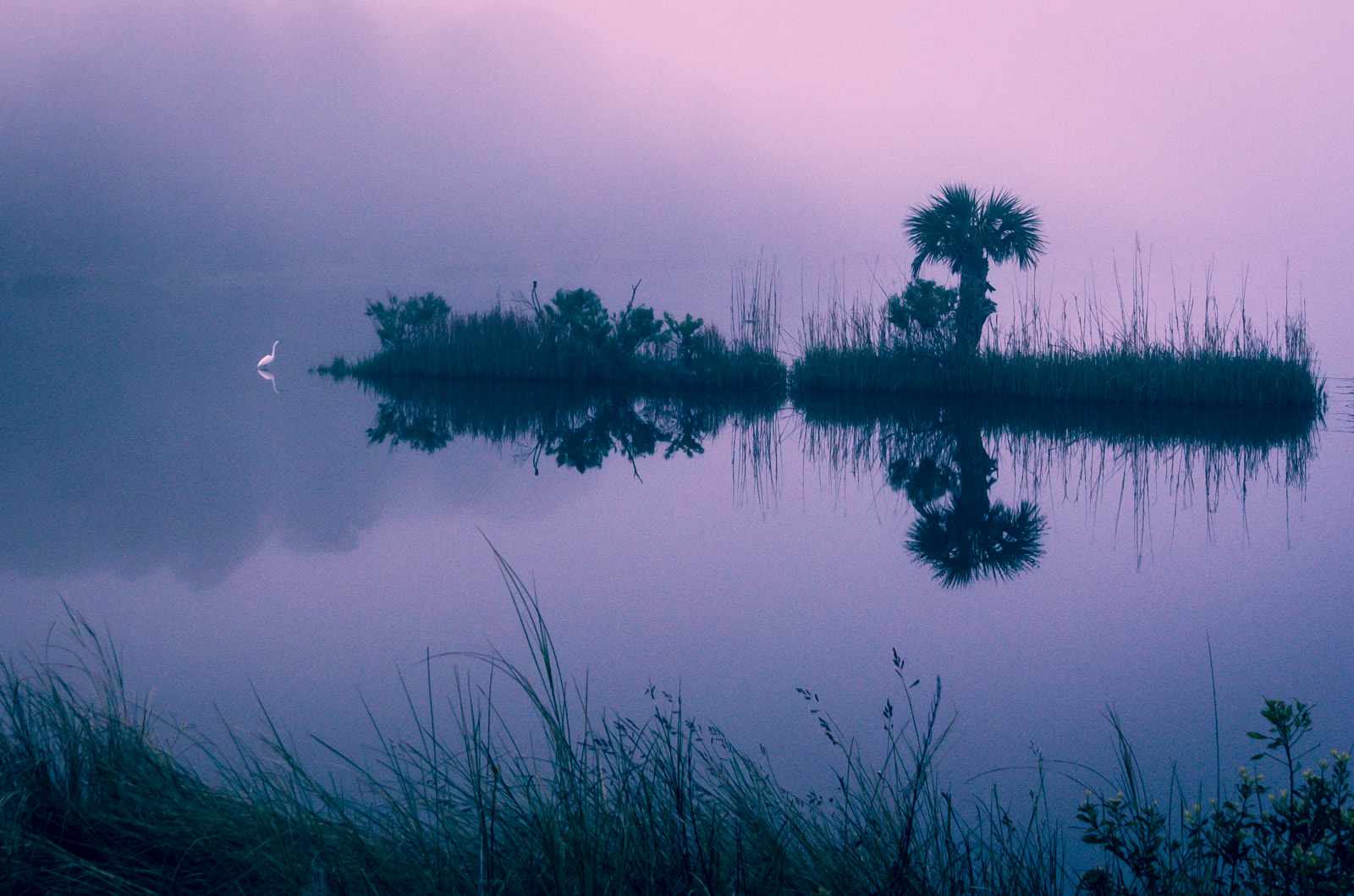 Sony Alpha NEX-7 + Sony E 10-18mm F4 OSS sample photo. Egret fishing in fog photography